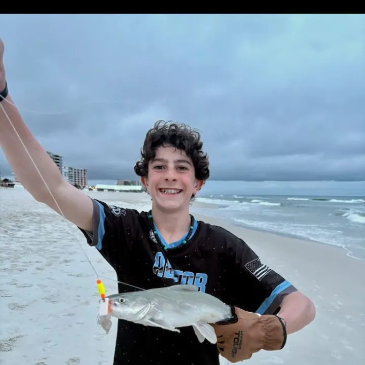 The most recent Spotted sea catfish catches on Fishbrain