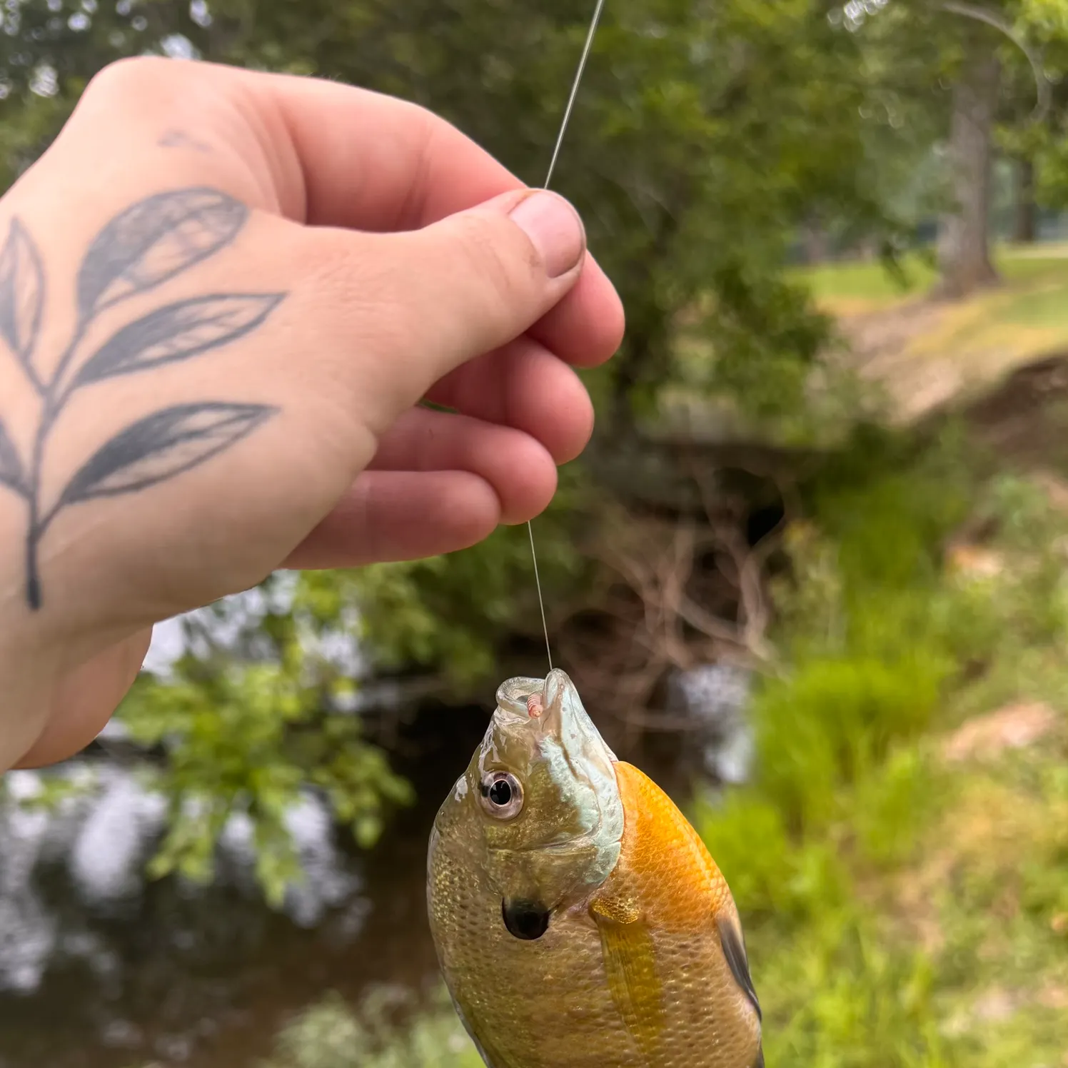 catch
