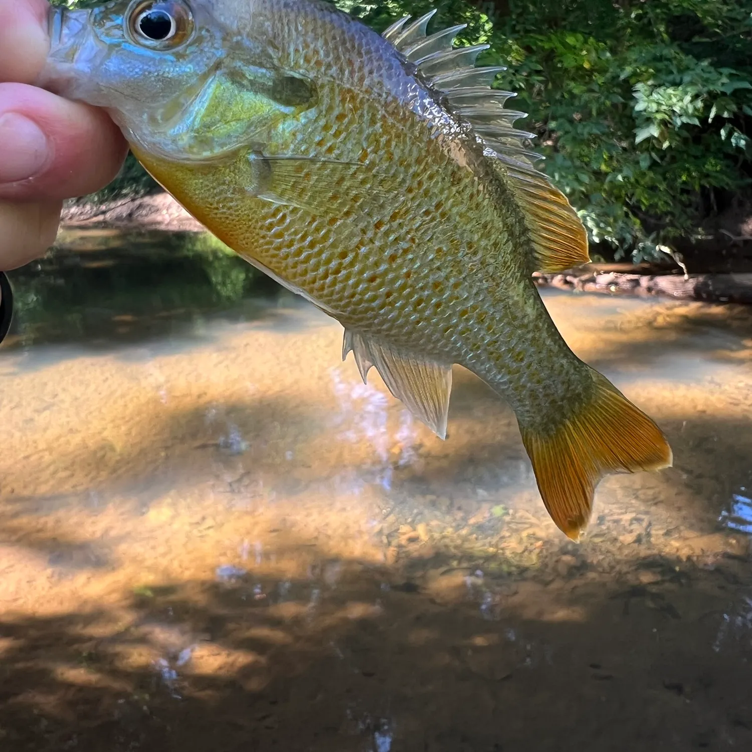Redbreast sunfish caught on Fishbrain