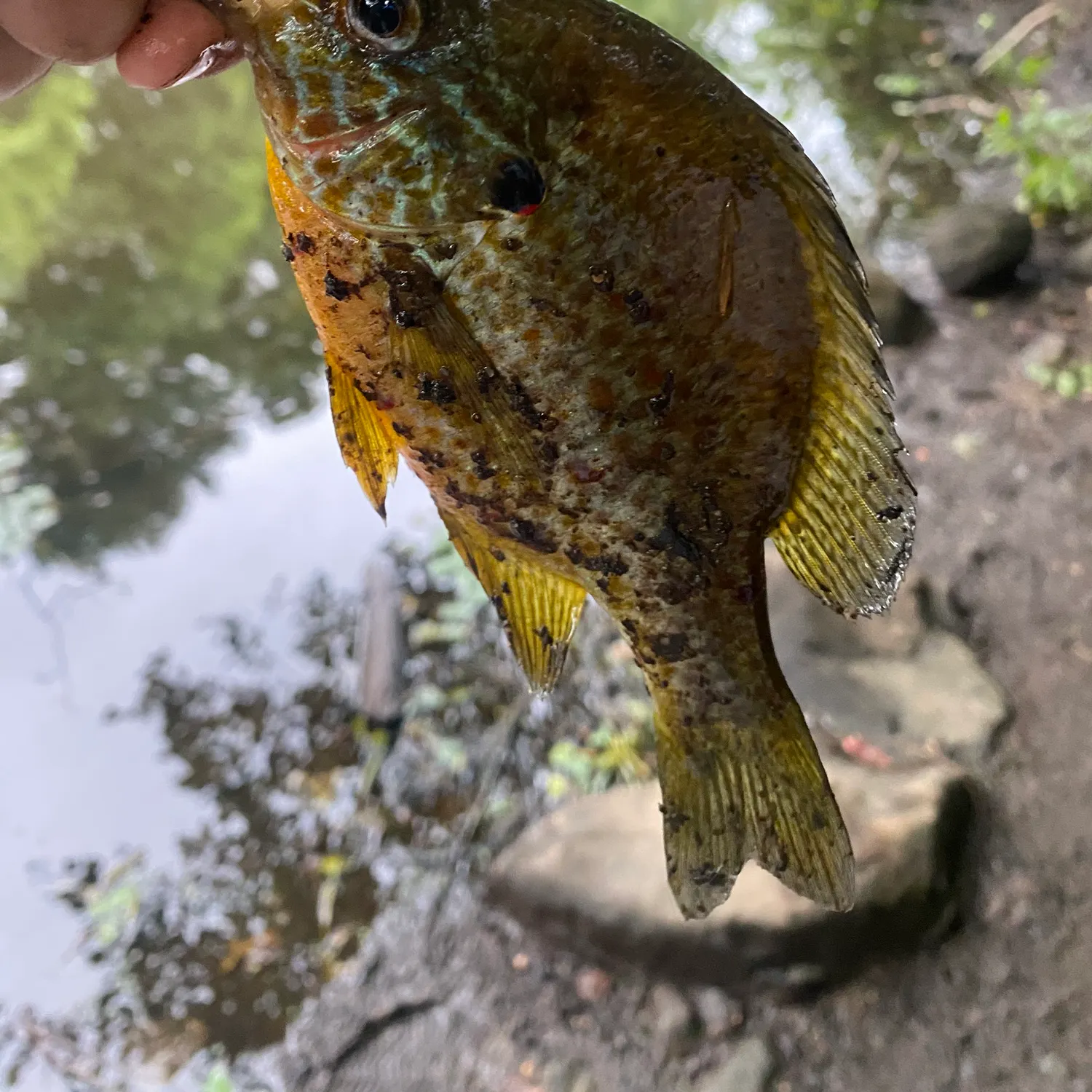 Pumpkinseed caught on Fishbrain