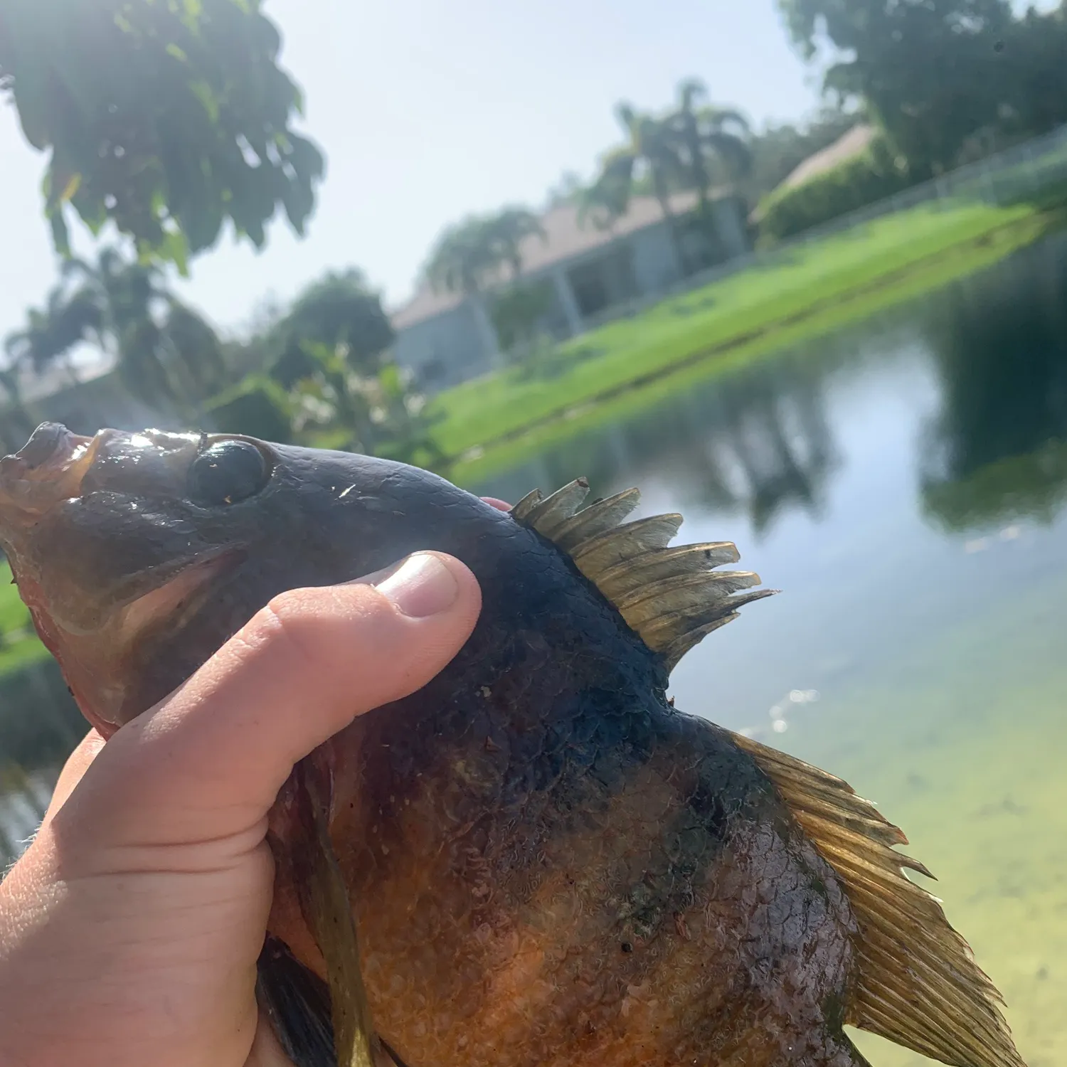 The most recent Mayan cichlid catches on Fishbrain