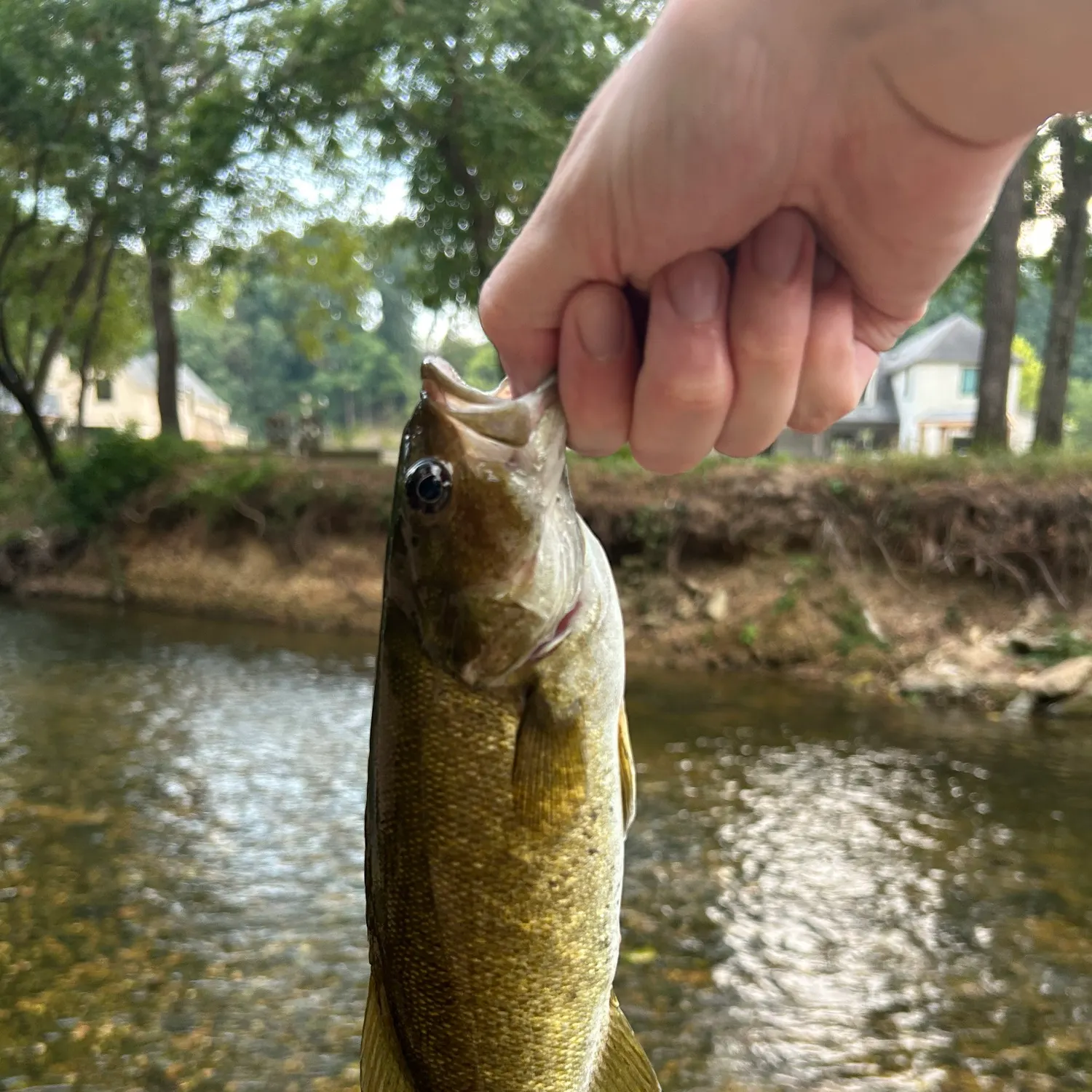 Smallmouth bass caught on Fishbrain