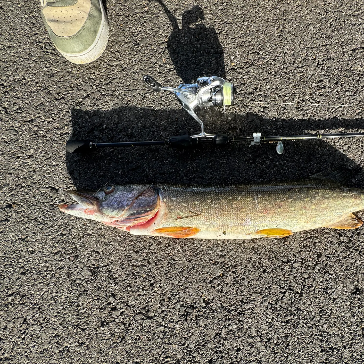Northern pike caught on Fishbrain