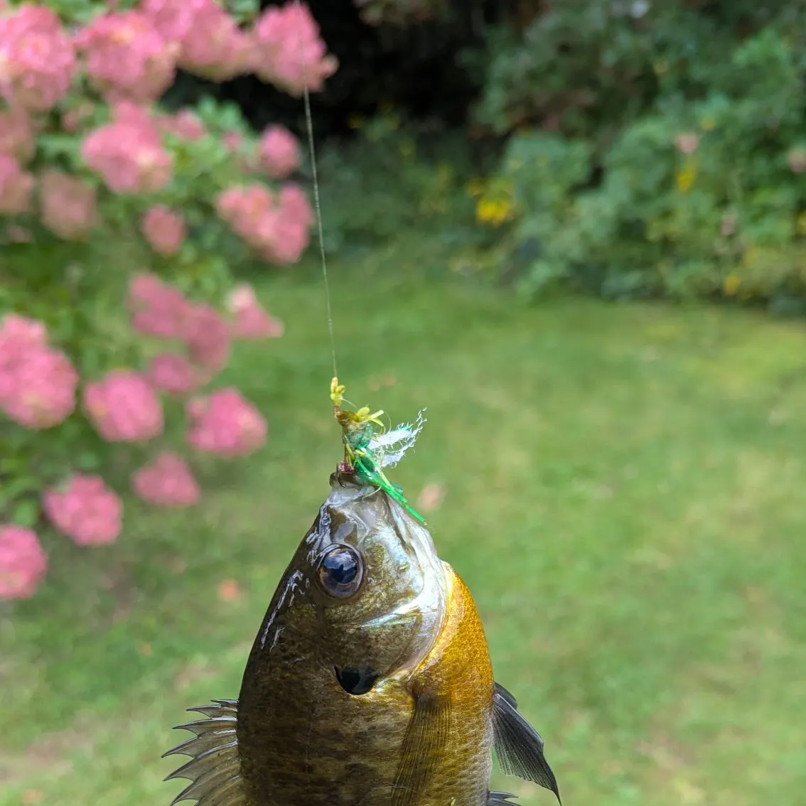 Bluegill caught on Fishbrain