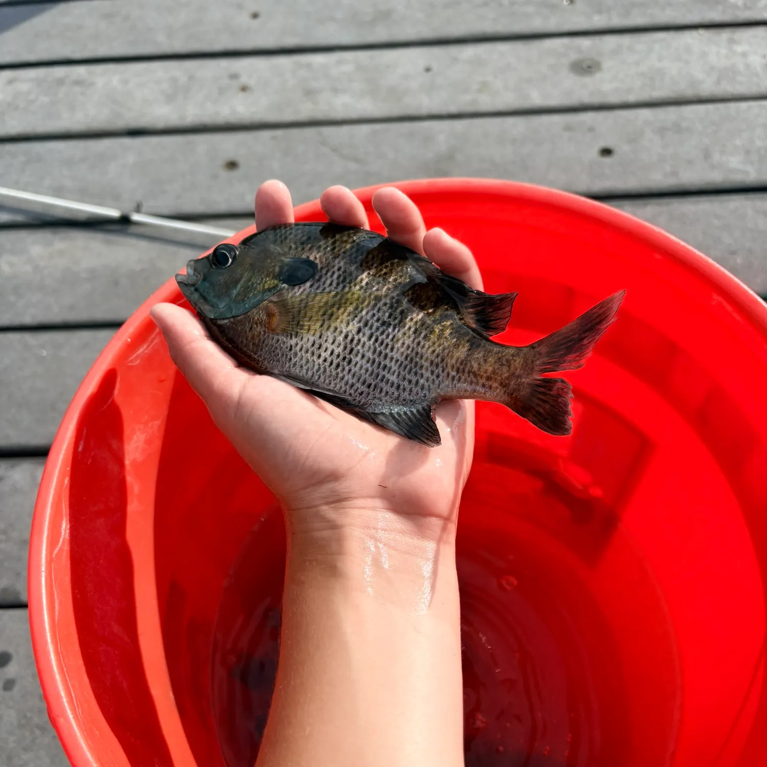 catch
