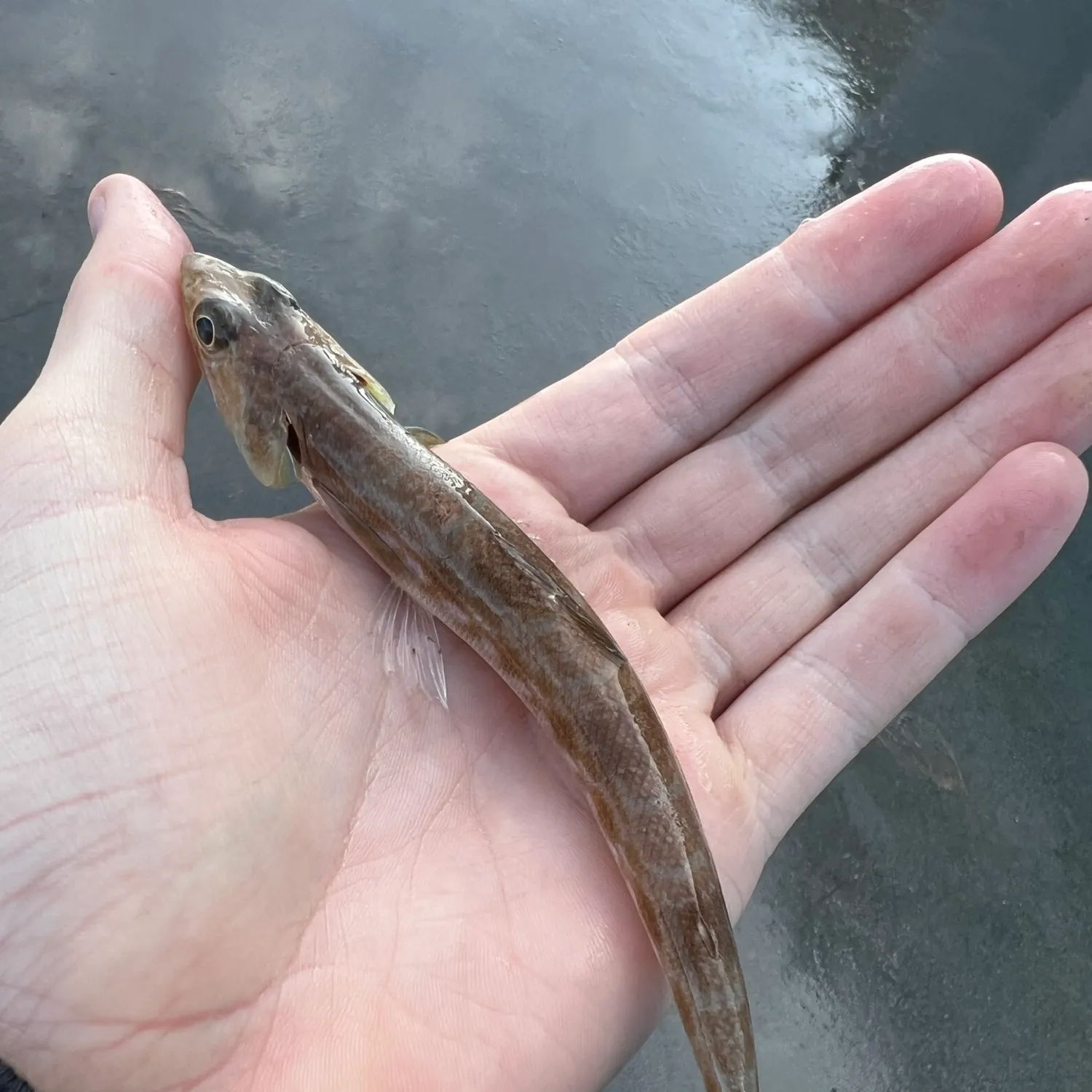 The most recent California lizardfish catches on Fishbrain