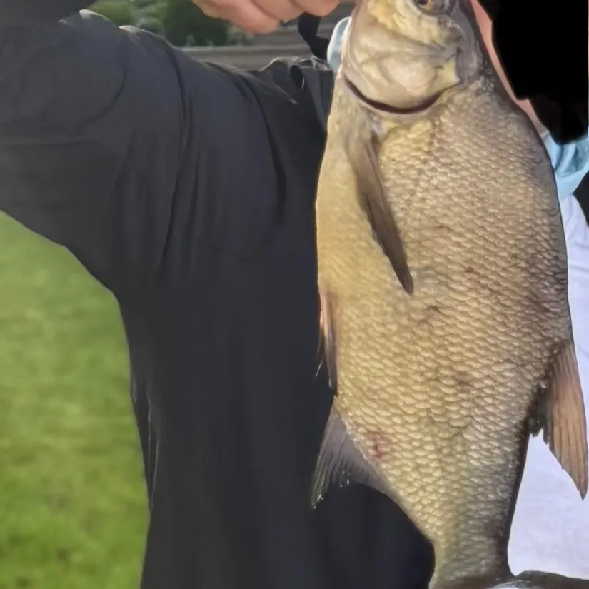 Common bream caught on Fishbrain