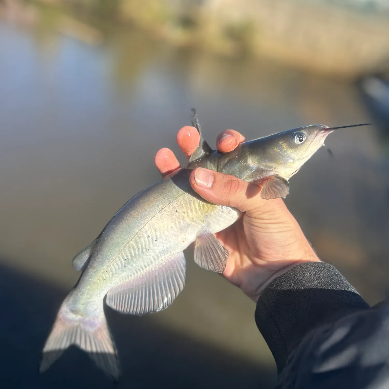 Channel catfish caught on Fishbrain