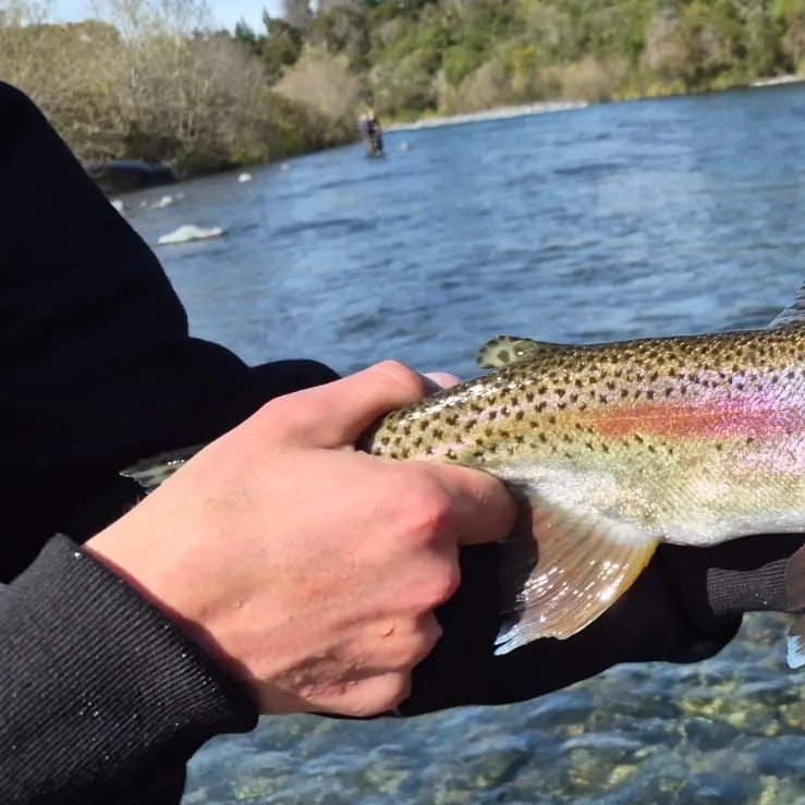 Rainbow trout caught on Fishbrain