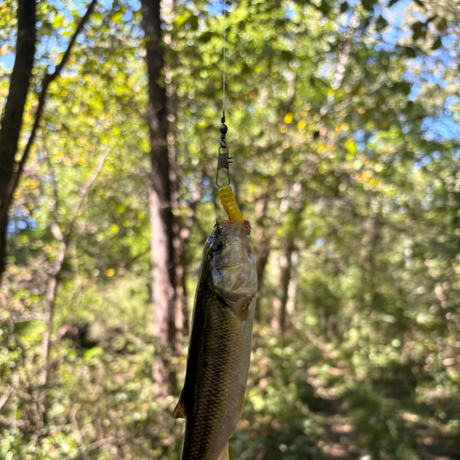 Creek chub caught on Fishbrain