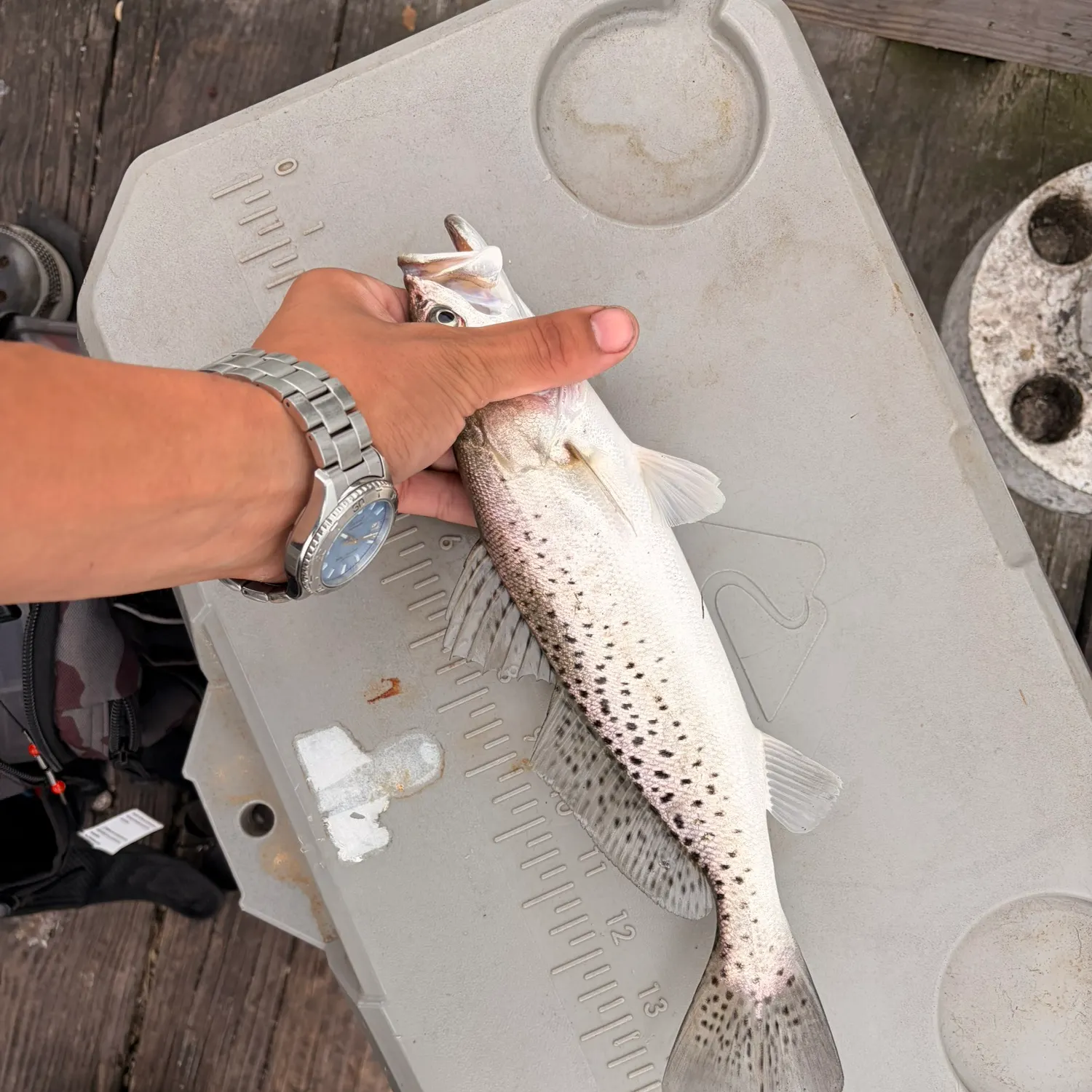 Spotted seatrout caught on Fishbrain