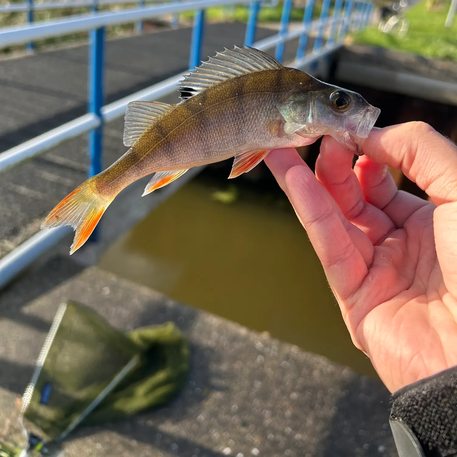European perch caught on Fishbrain