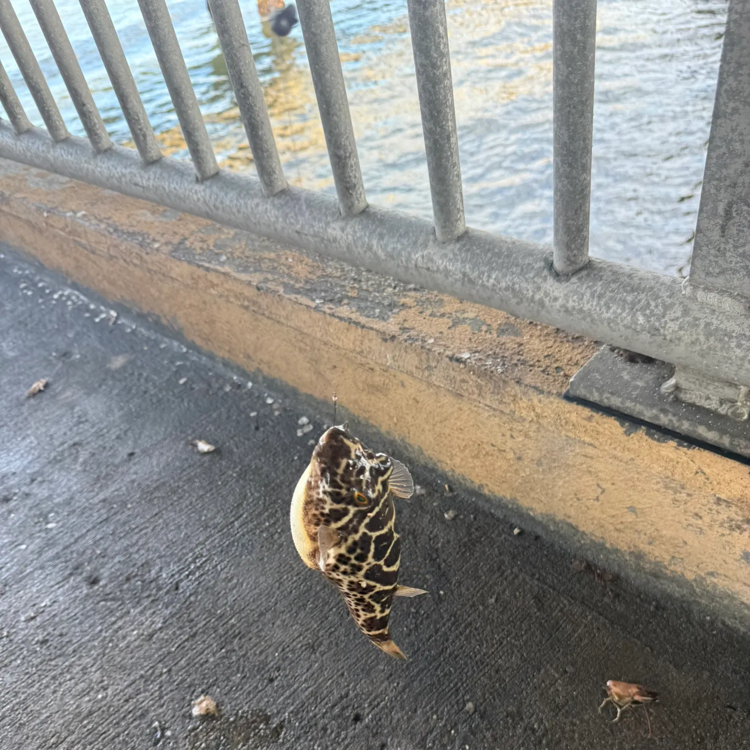 The most recent Striped mojarra catches on Fishbrain