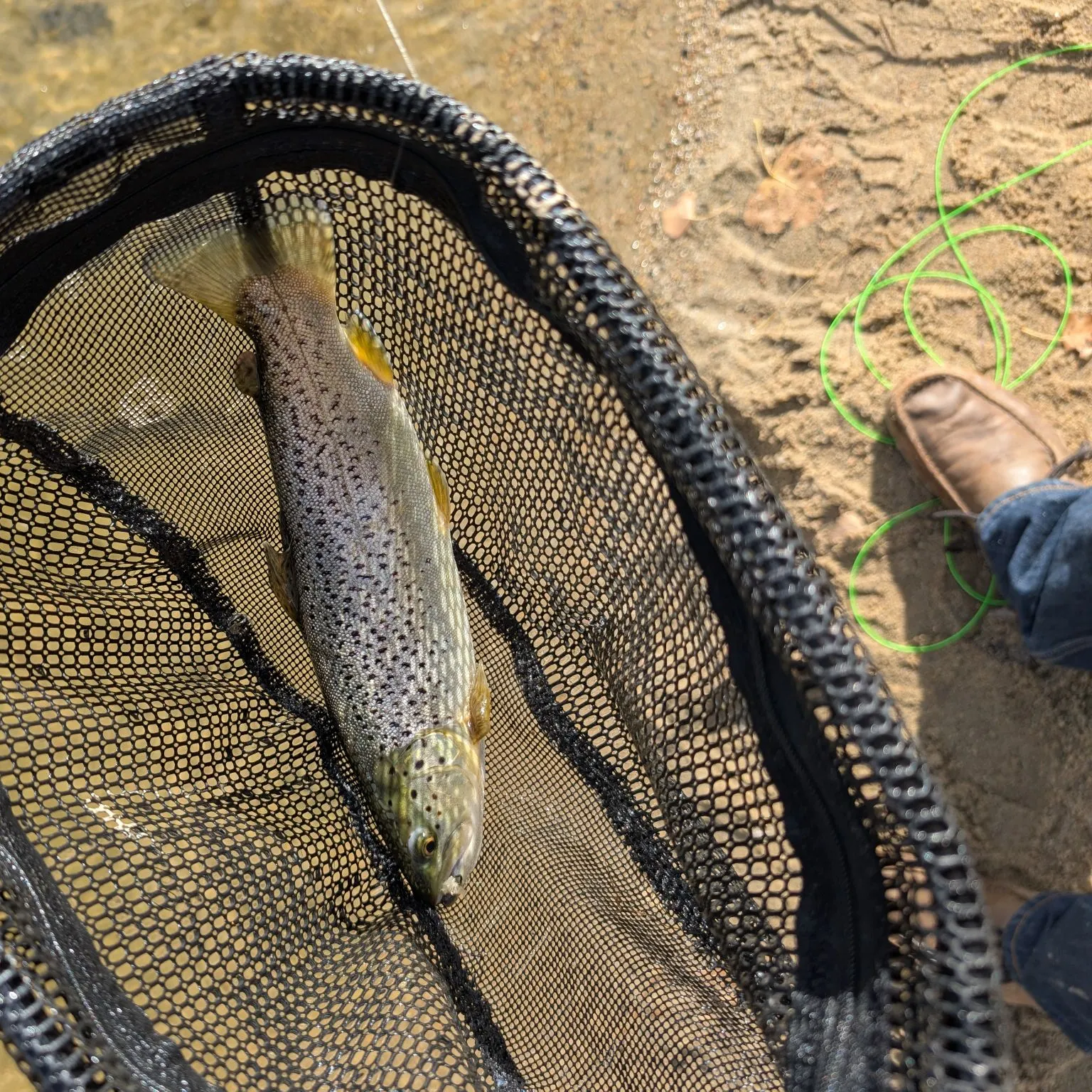 The most recent Sea trout catches on Fishbrain