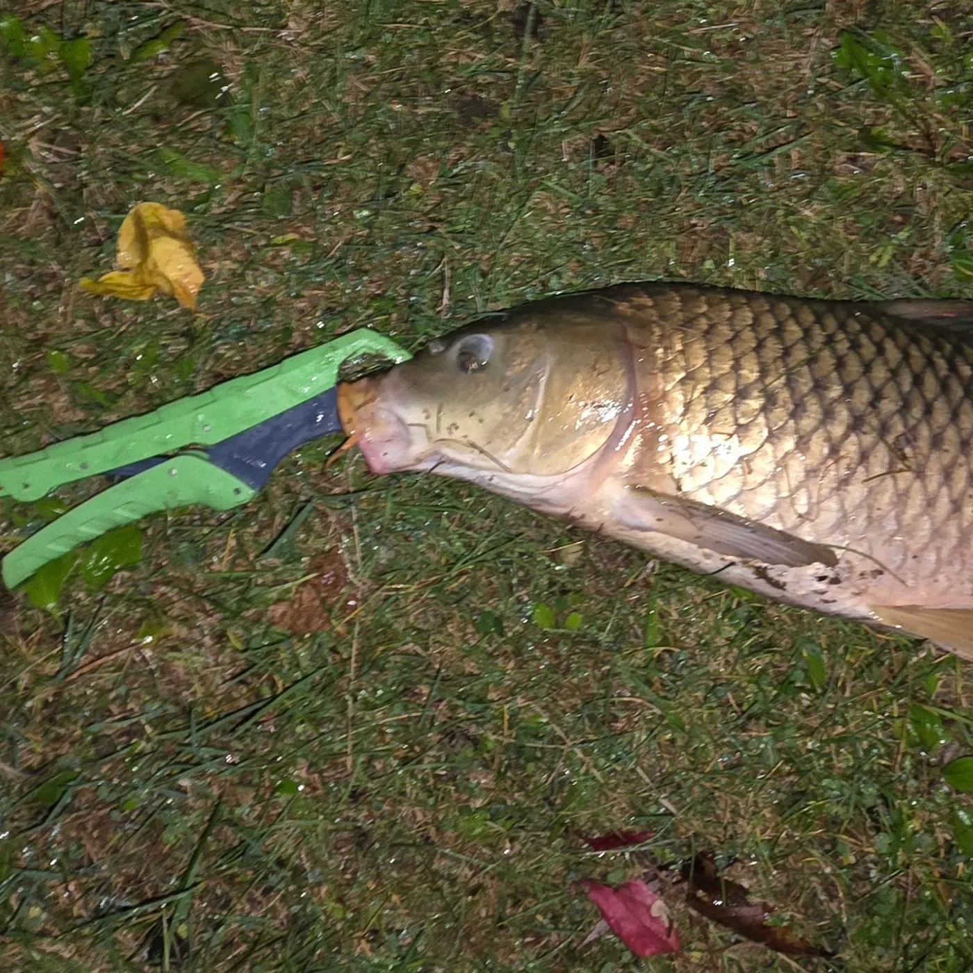 Common carp caught on Fishbrain