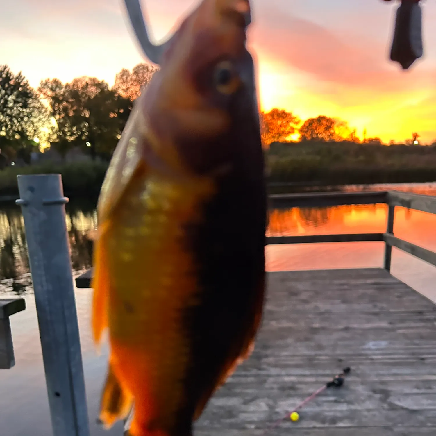 Koi x common carp caught on Fishbrain