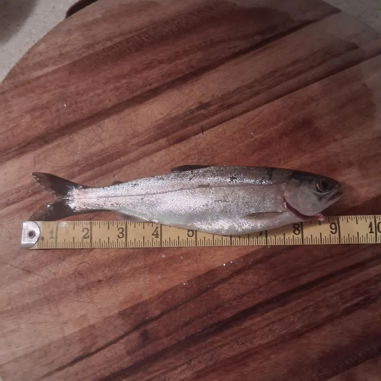 Coho salmon caught on Fishbrain