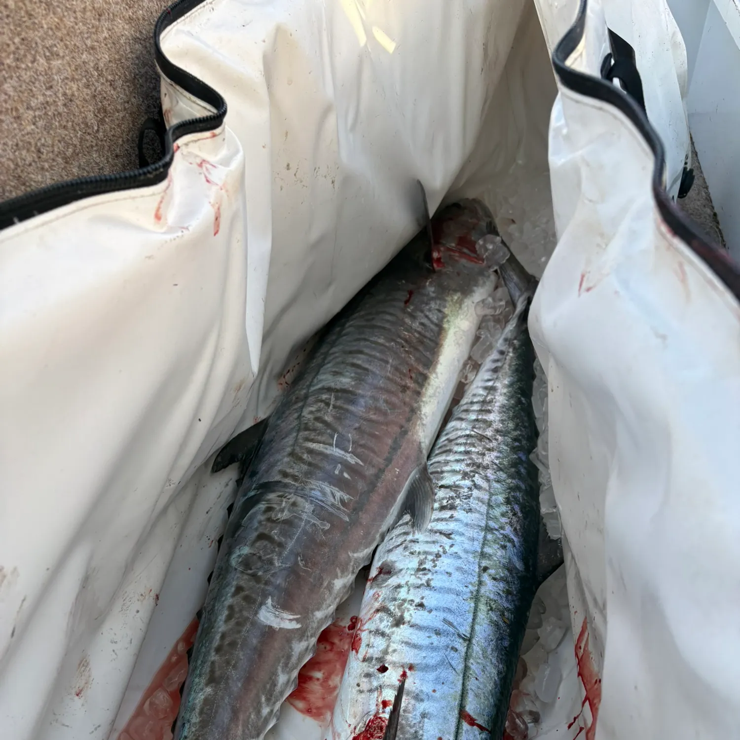 The most recent Narrow-barred Spanish mackerel catches on Fishbrain