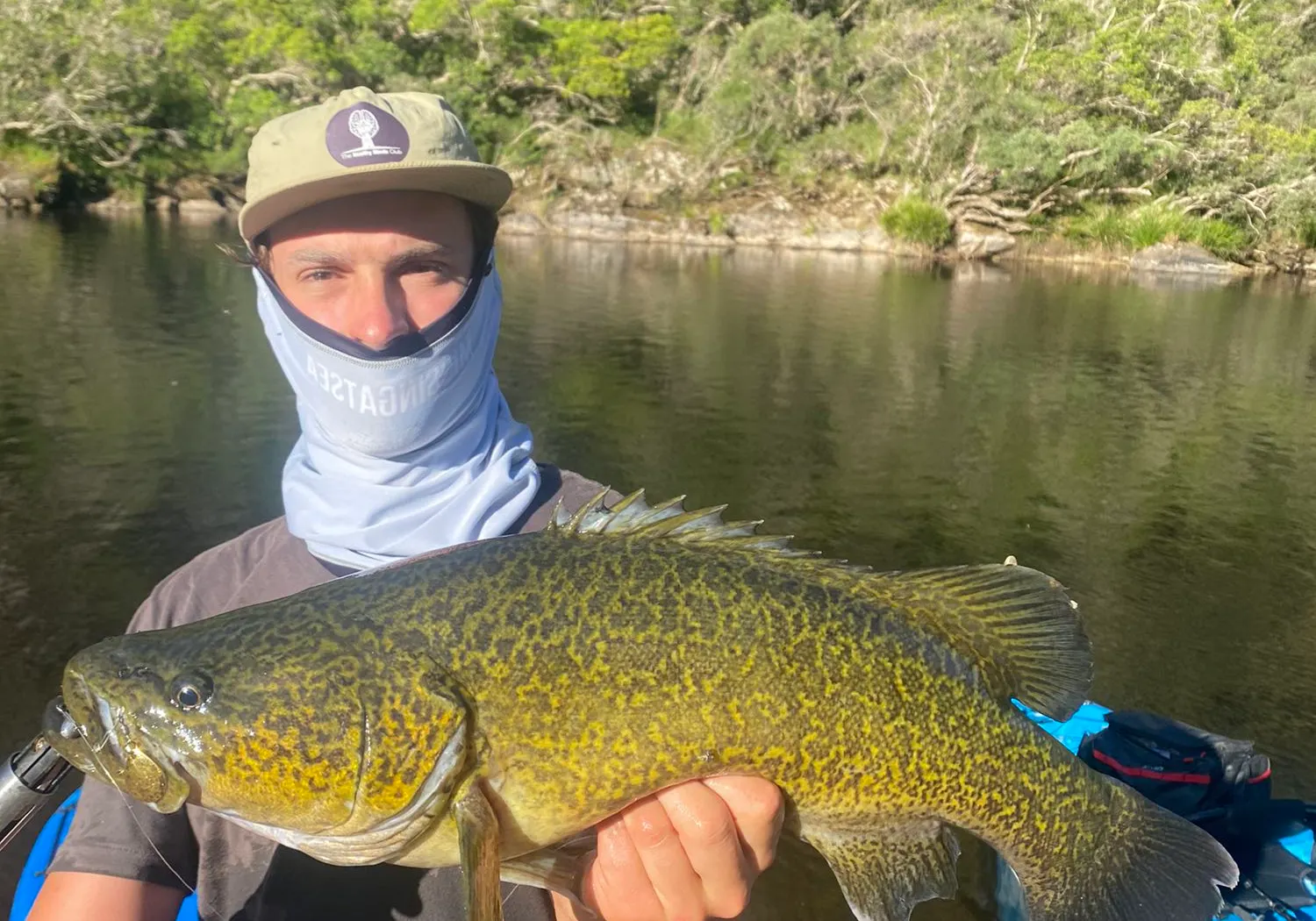 Clarence River cod