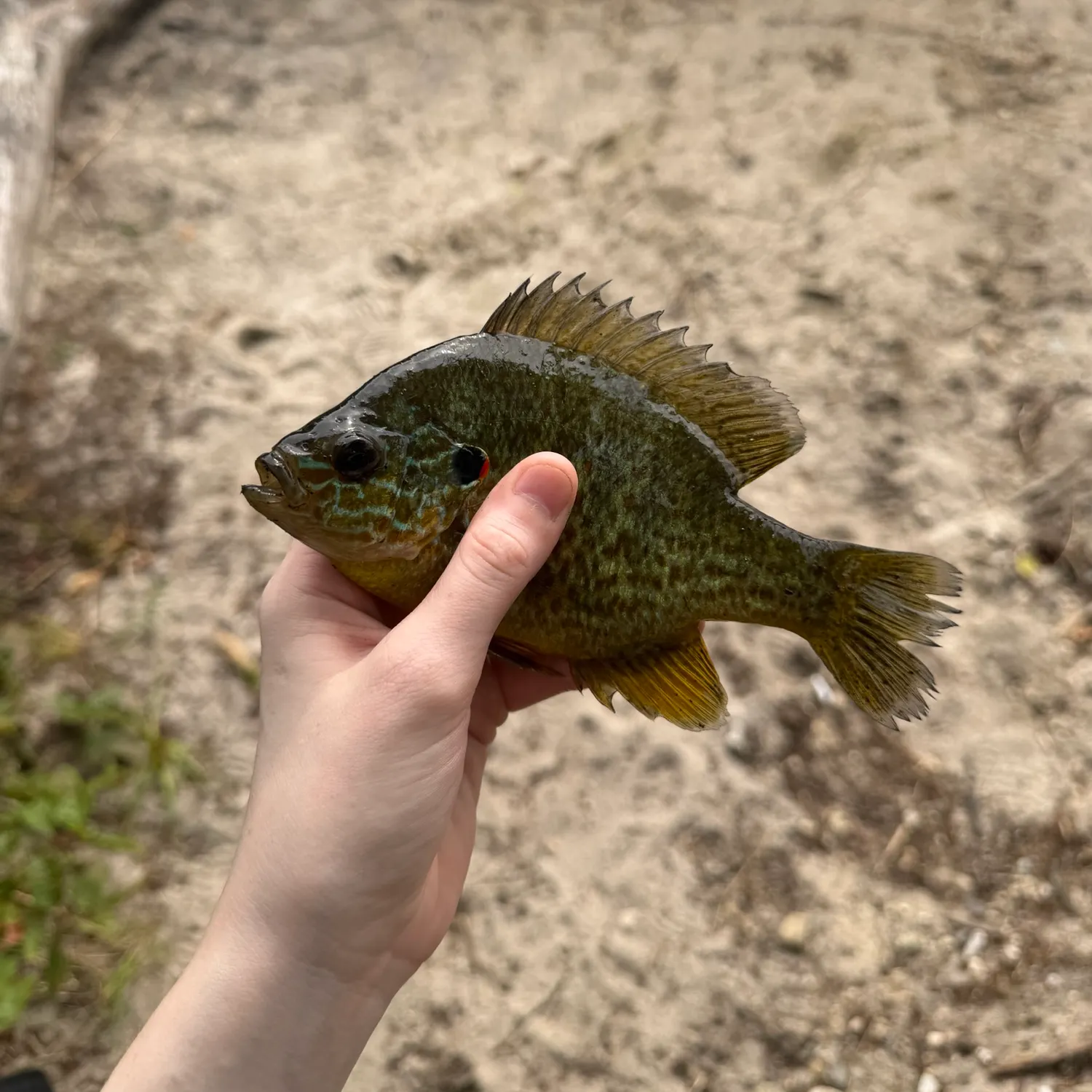 Pumpkinseed caught on Fishbrain