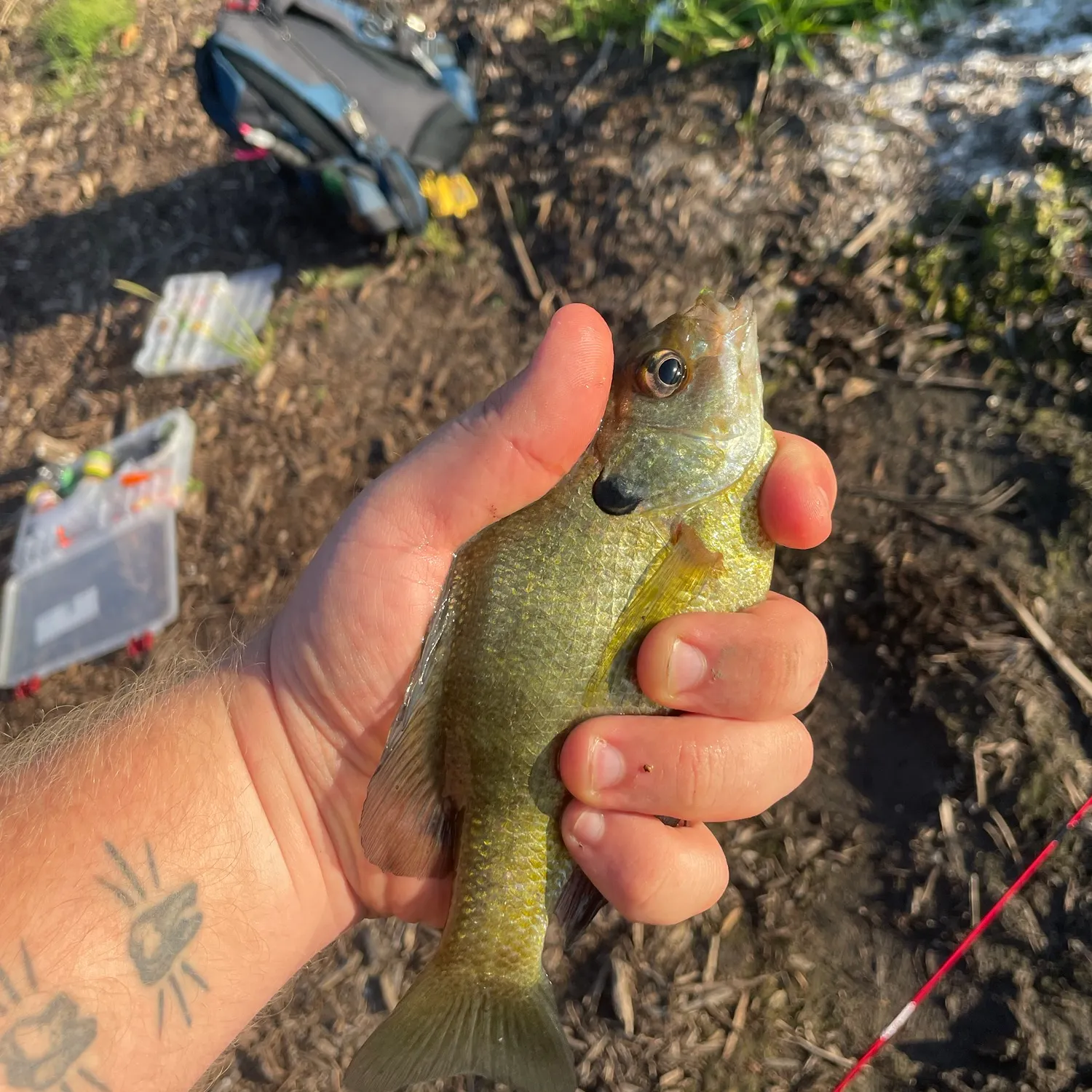 Bluegill caught on Fishbrain