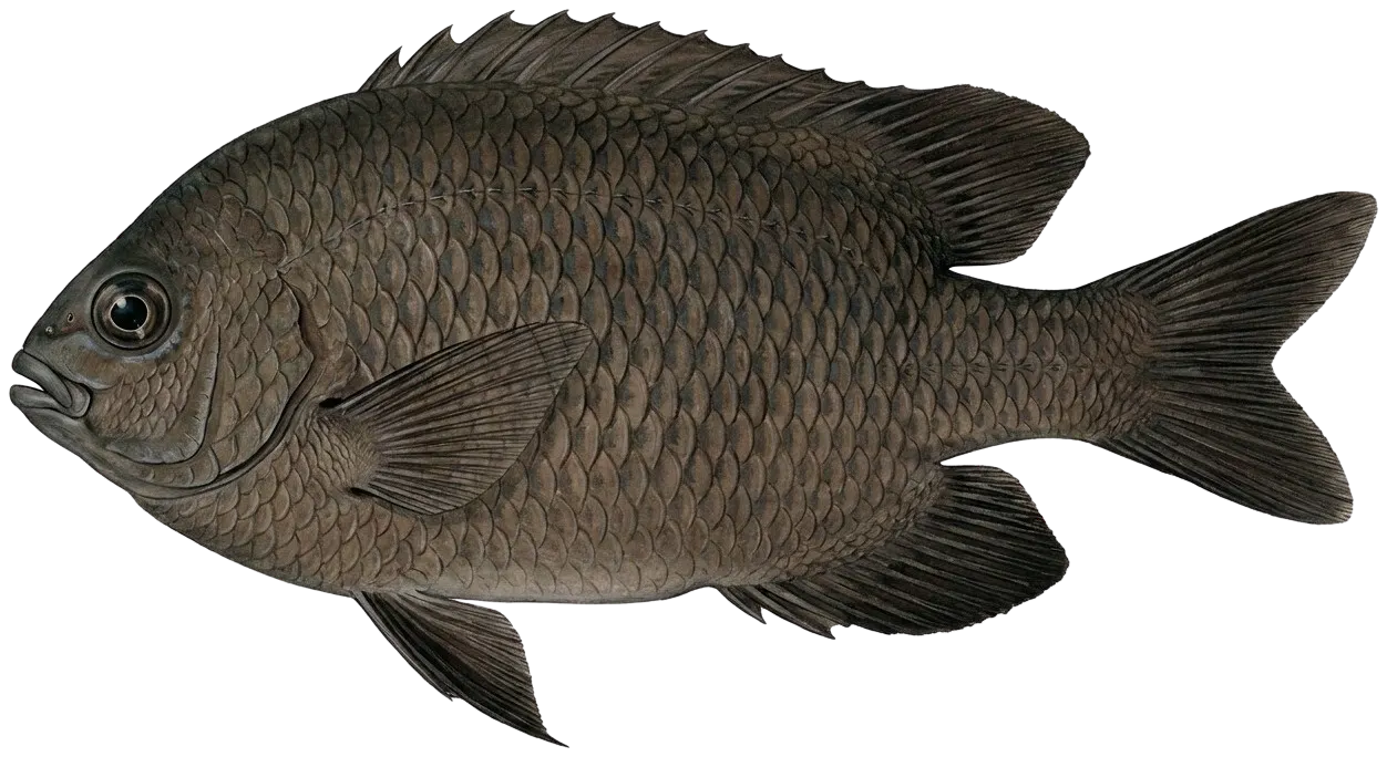 Dusky damselfish