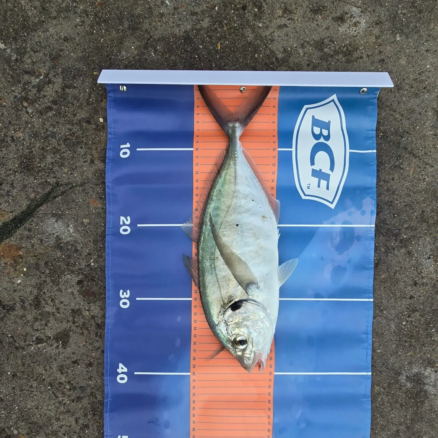 Silver trevally caught on Fishbrain
