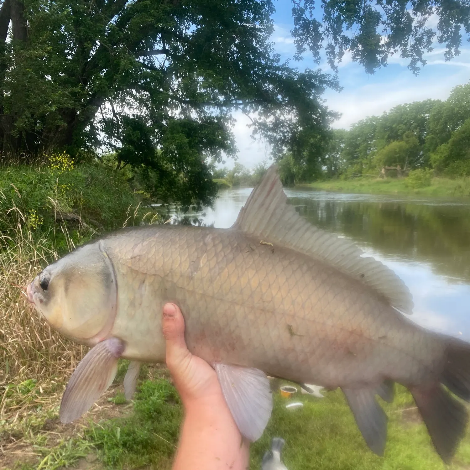 The most recent Bigmouth buffalo catches on Fishbrain
