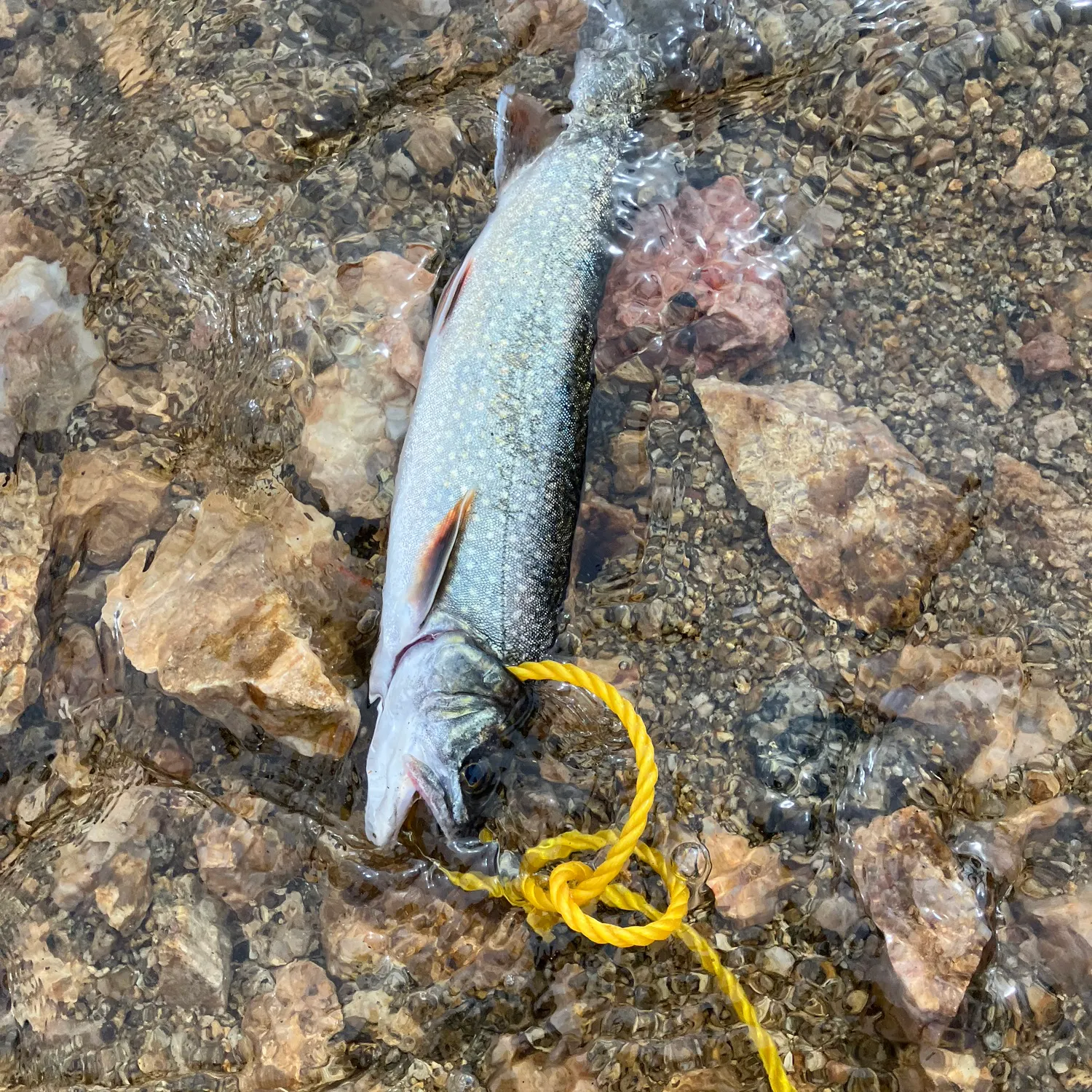 The most recent Lake char catches on Fishbrain