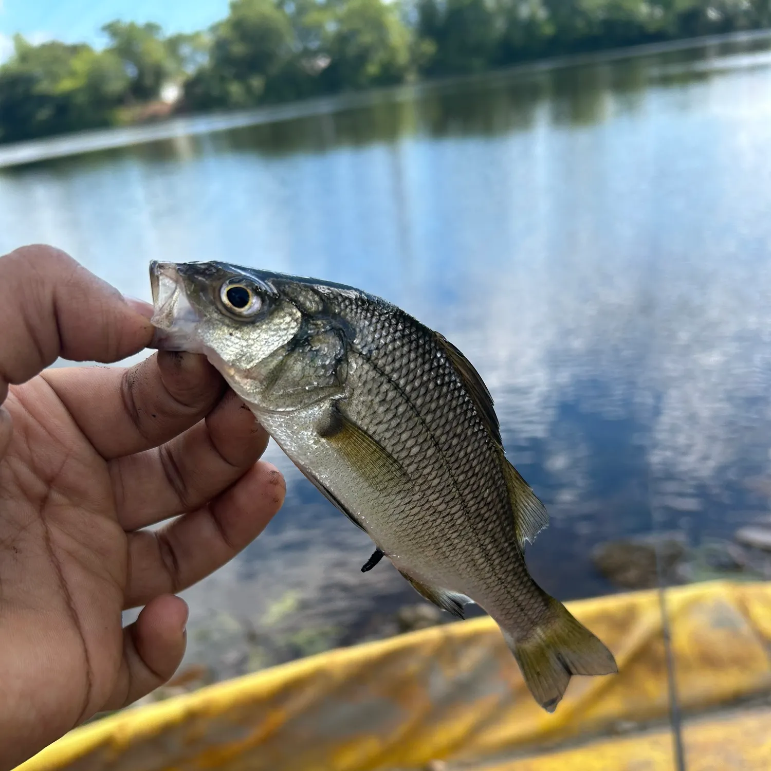 White perch caught on Fishbrain