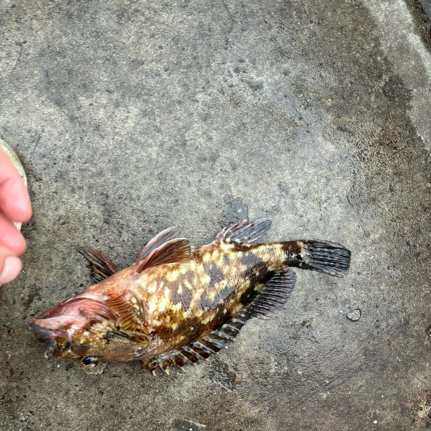 Orange-spotted grouper caught on Fishbrain
