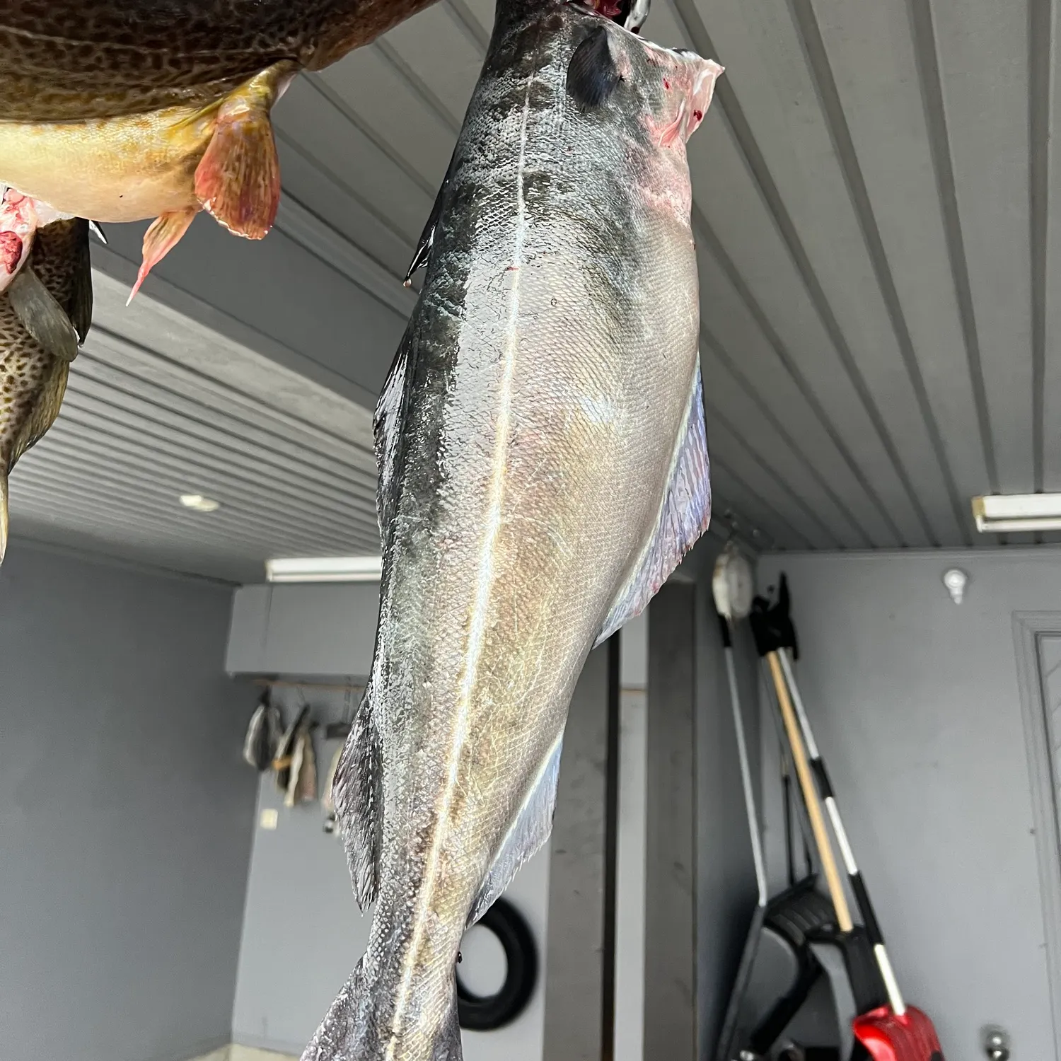 The most recent Atlantic pollock catches on Fishbrain