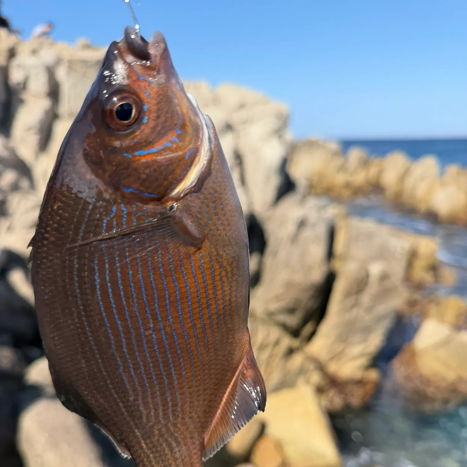 Striped seaperch caught on Fishbrain