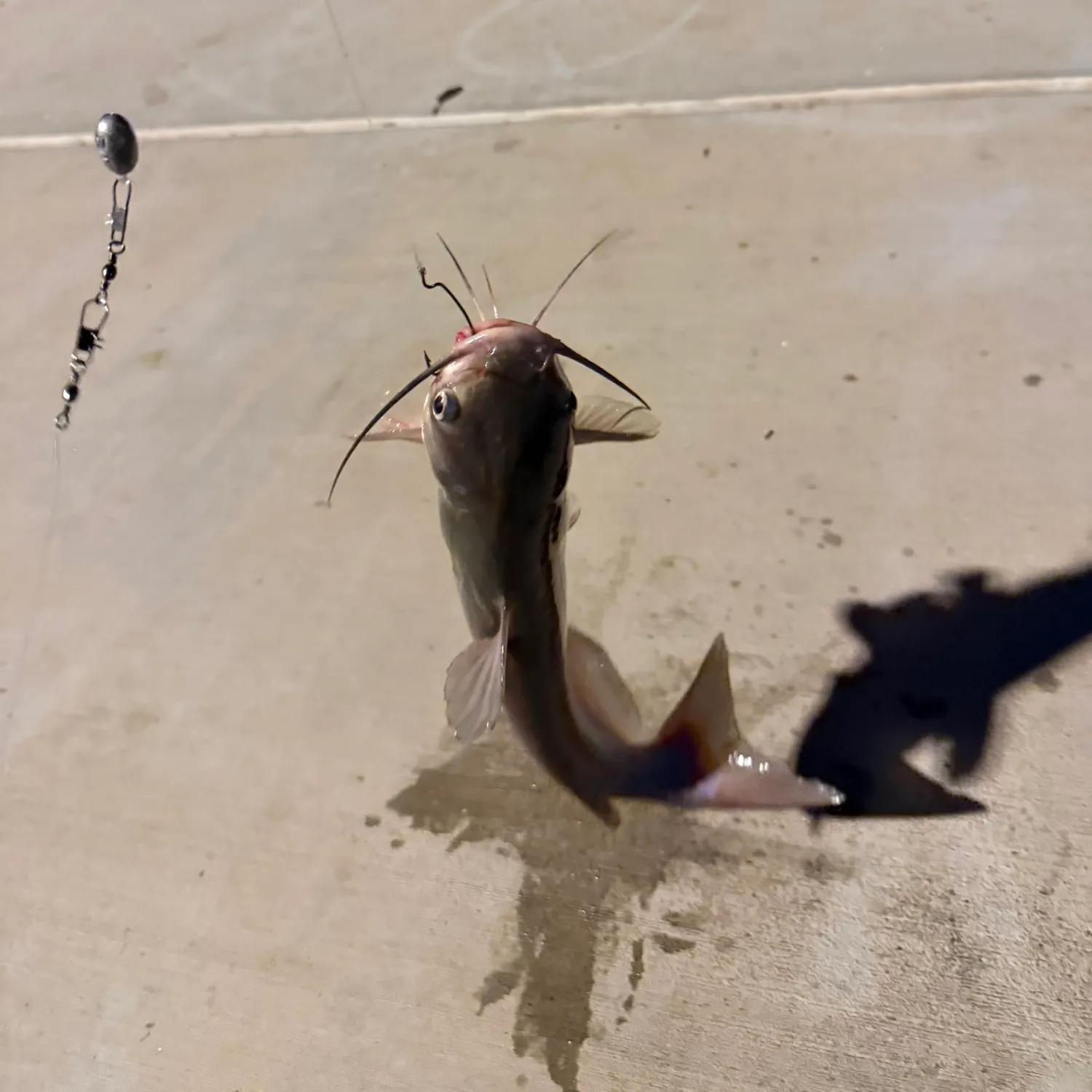 Channel catfish caught on Fishbrain