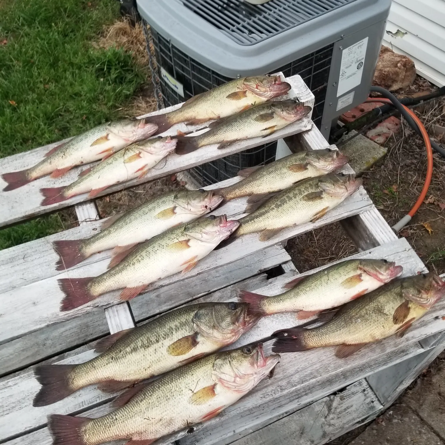 recently logged catches