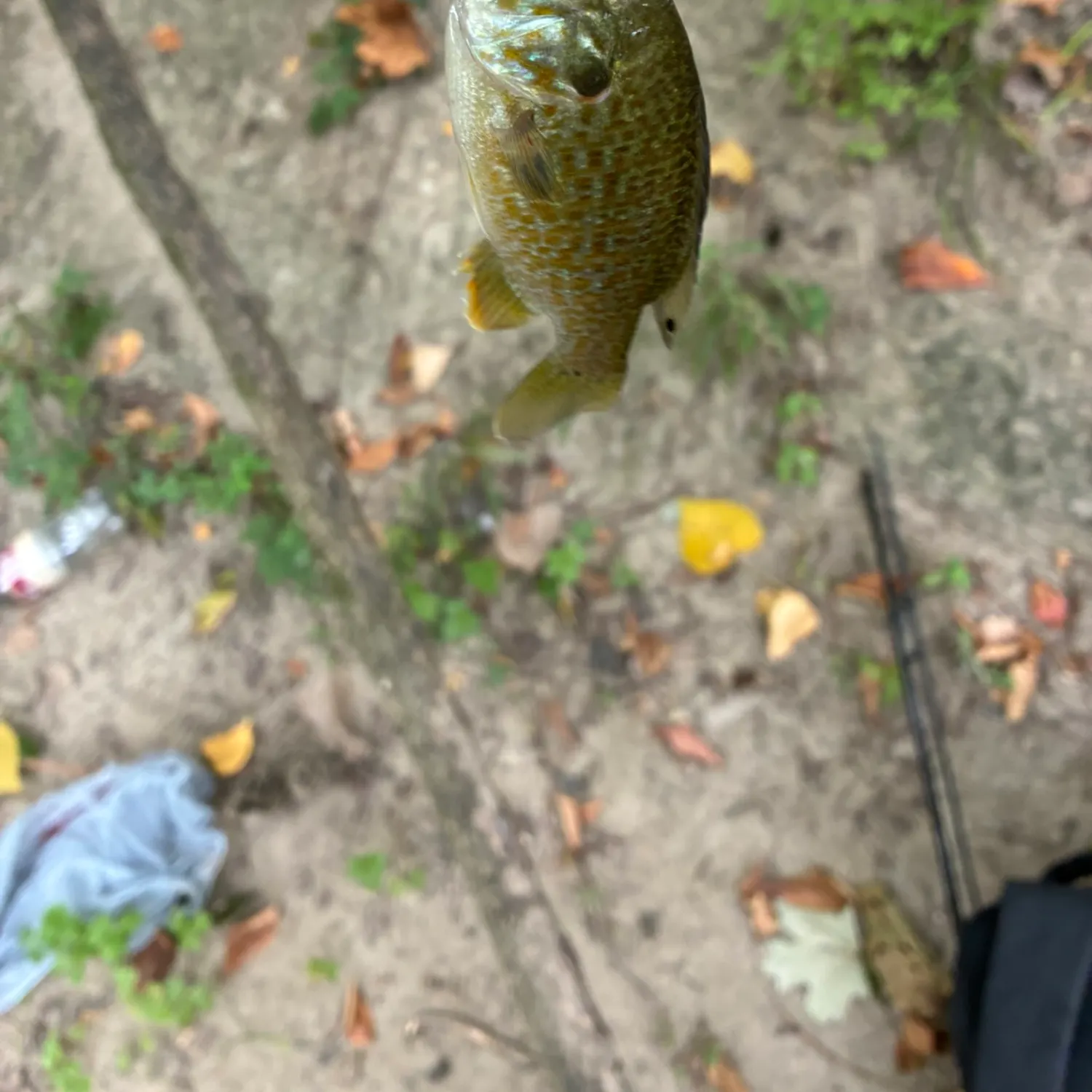 Bluegill caught on Fishbrain