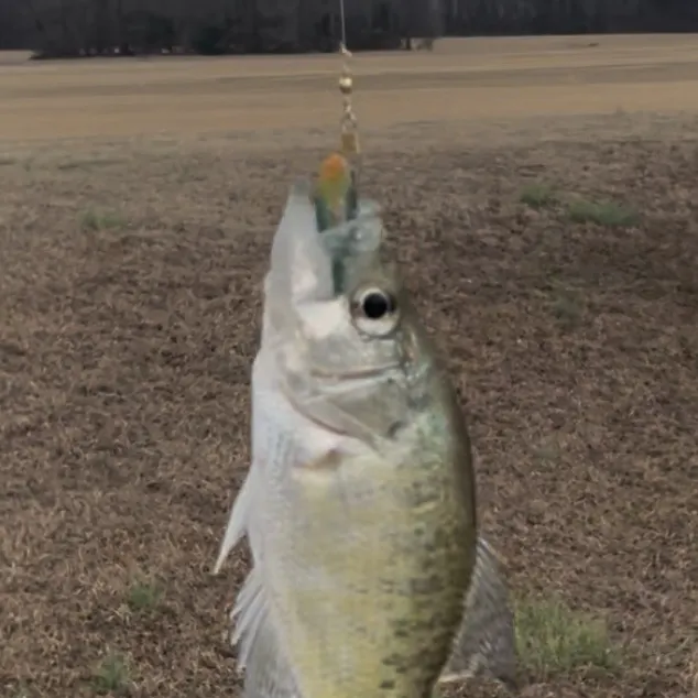 The most recent White crappie catches on Fishbrain