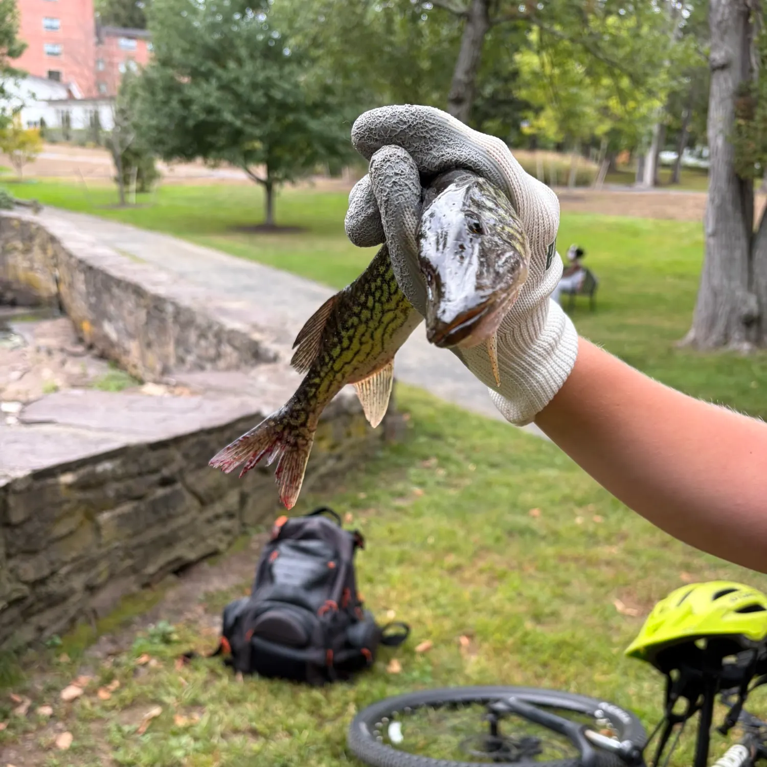 catch