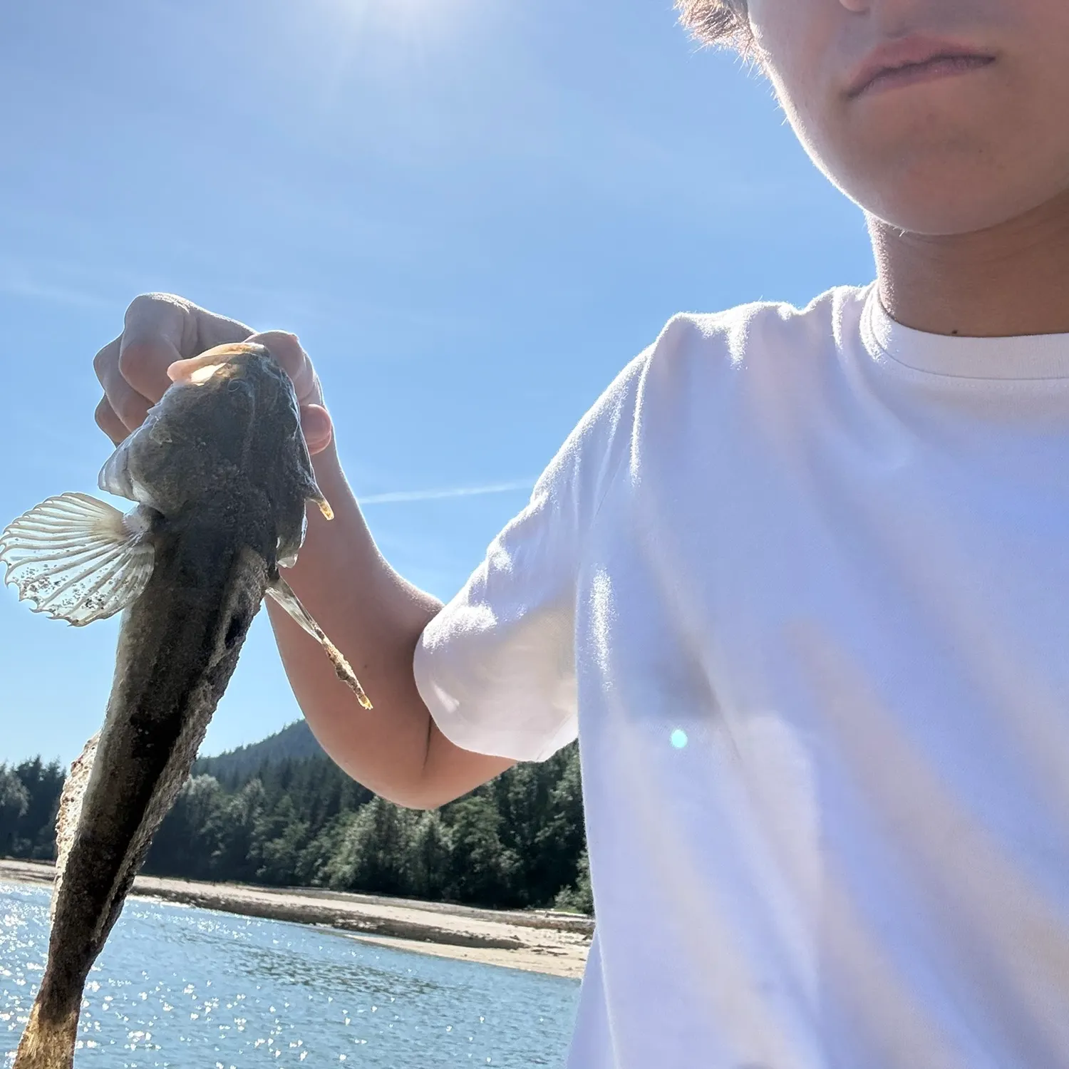 Shorthorn sculpin caught on Fishbrain