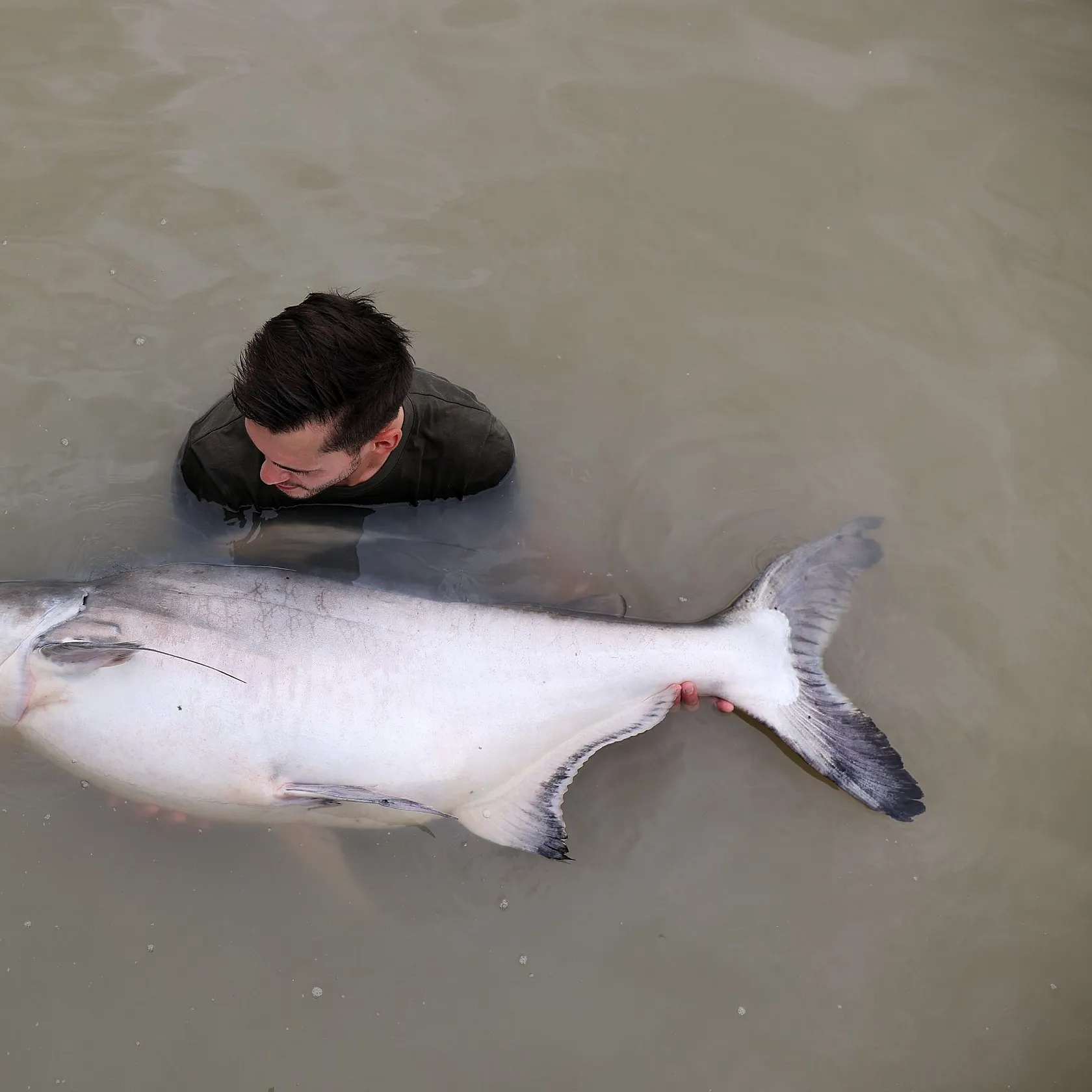 The most recent Giant pangasius catches on Fishbrain