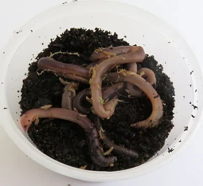 Earthworms