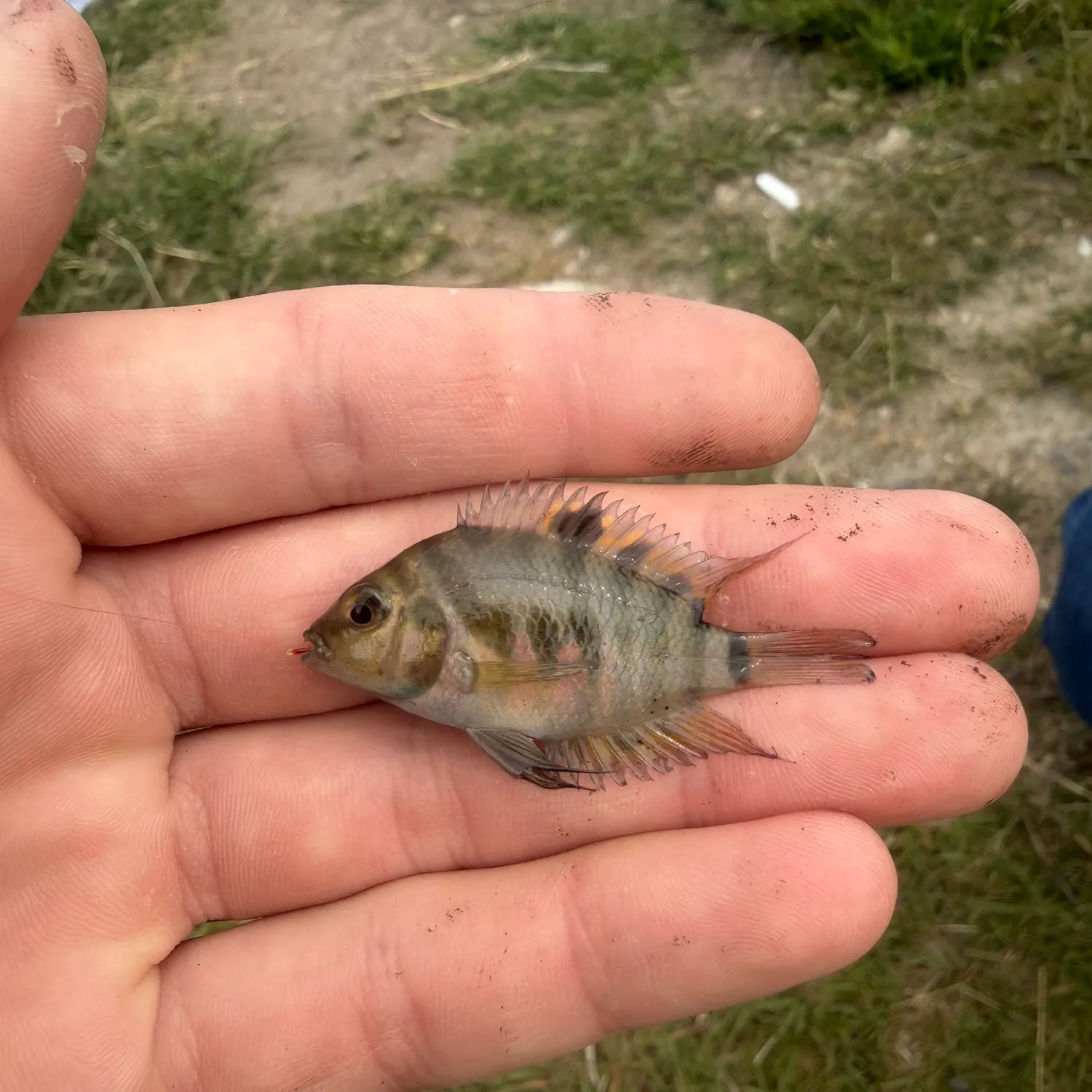 The most recent Convict cichlid catches on Fishbrain