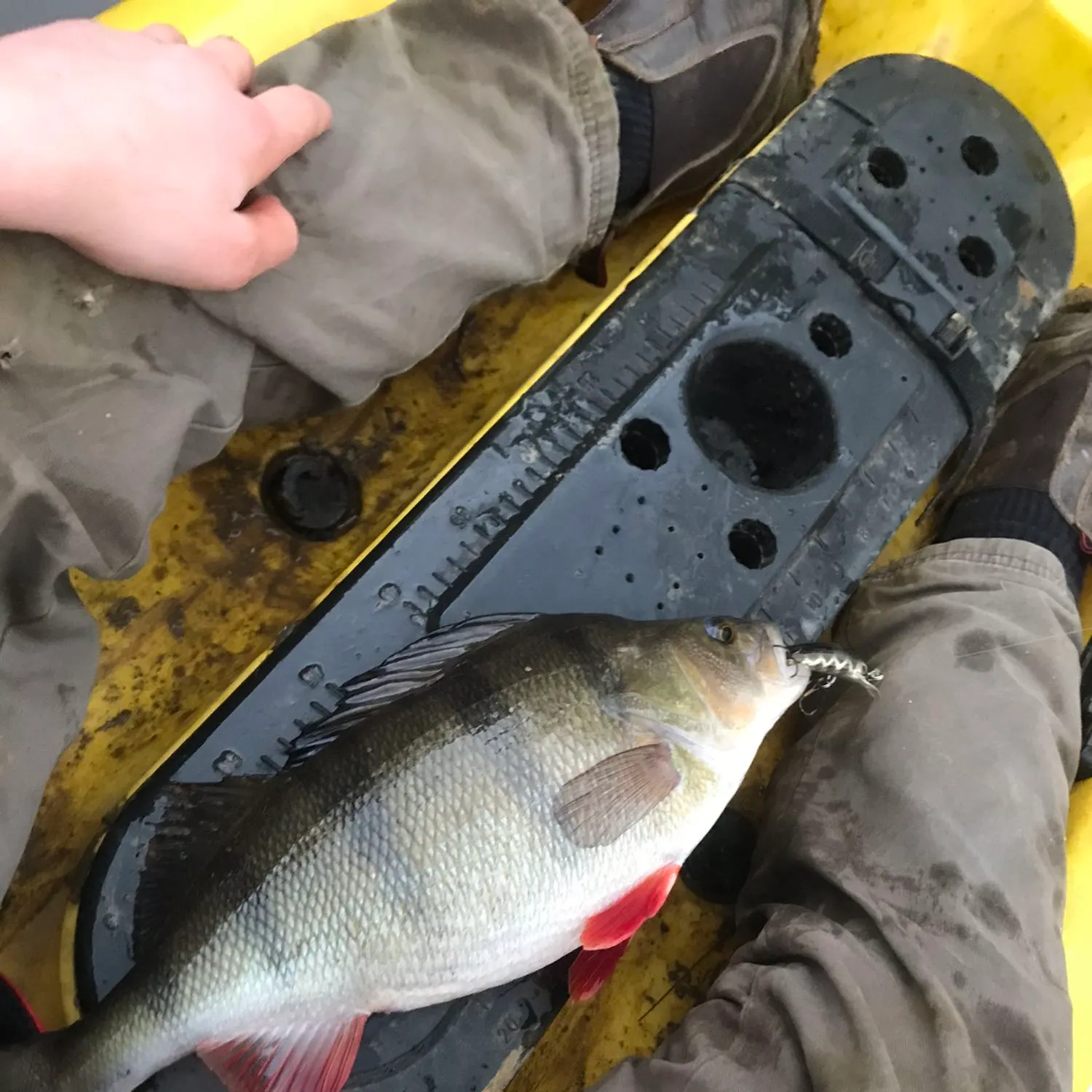 European perch caught on Fishbrain