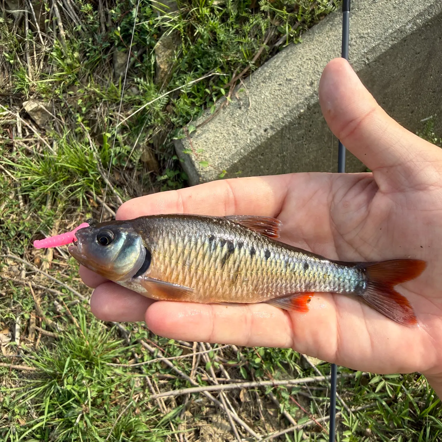 The most recent Crescent shiner catches on Fishbrain