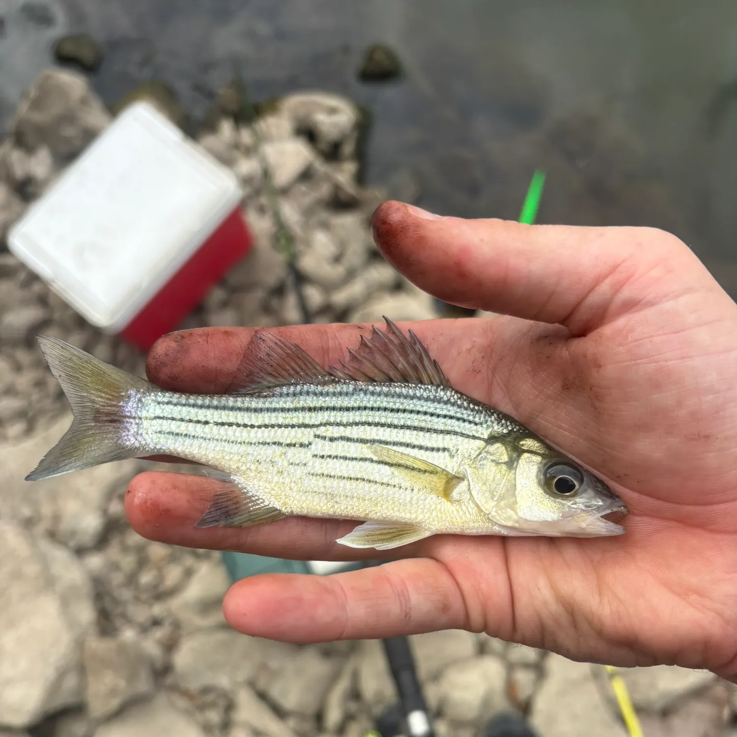 Yellow bass caught on Fishbrain
