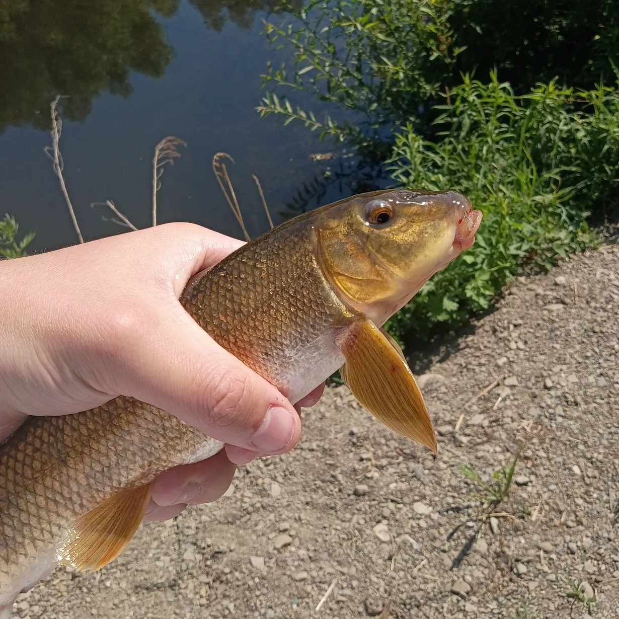 The most recent Northern hogsucker catches on Fishbrain