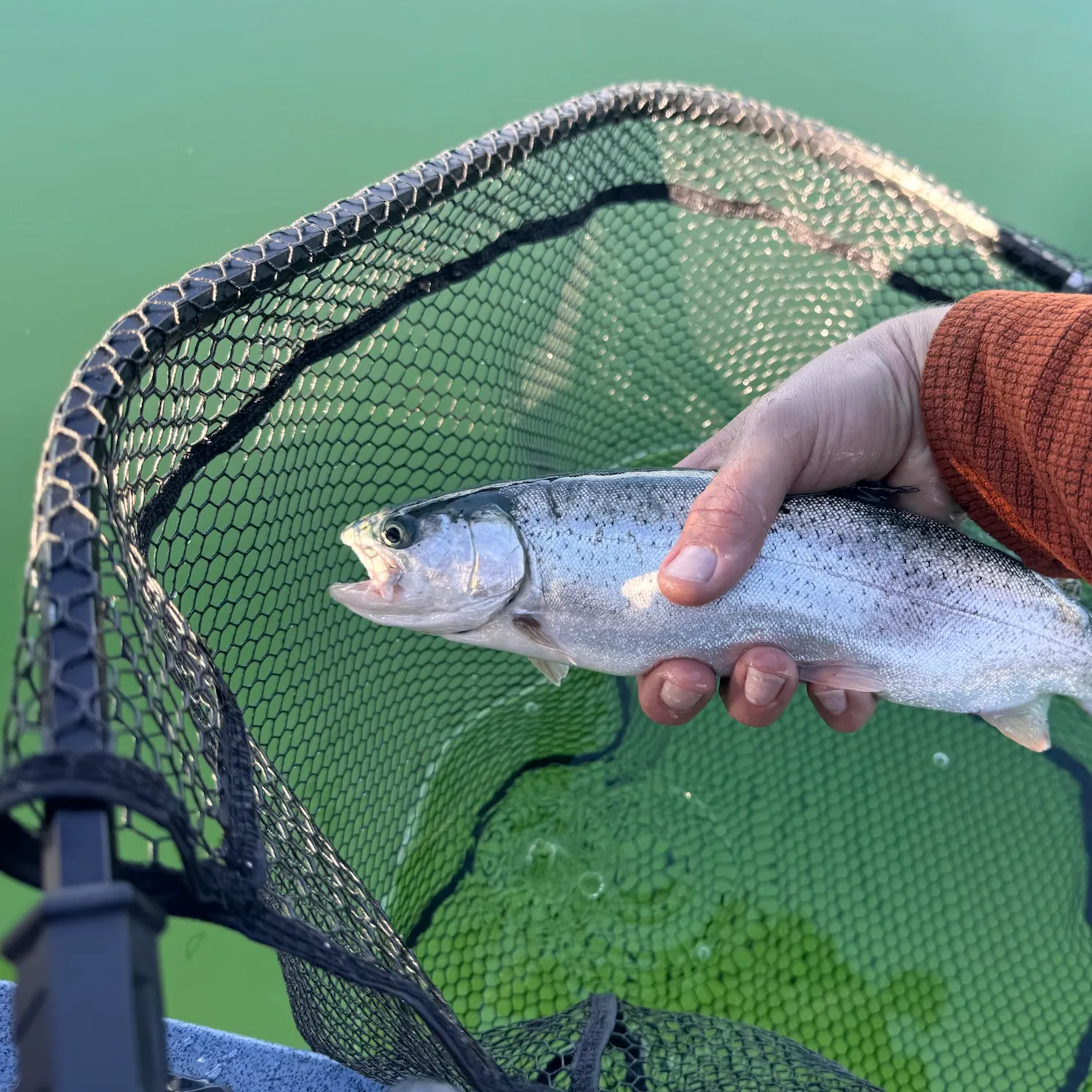 Rainbow trout caught on Fishbrain