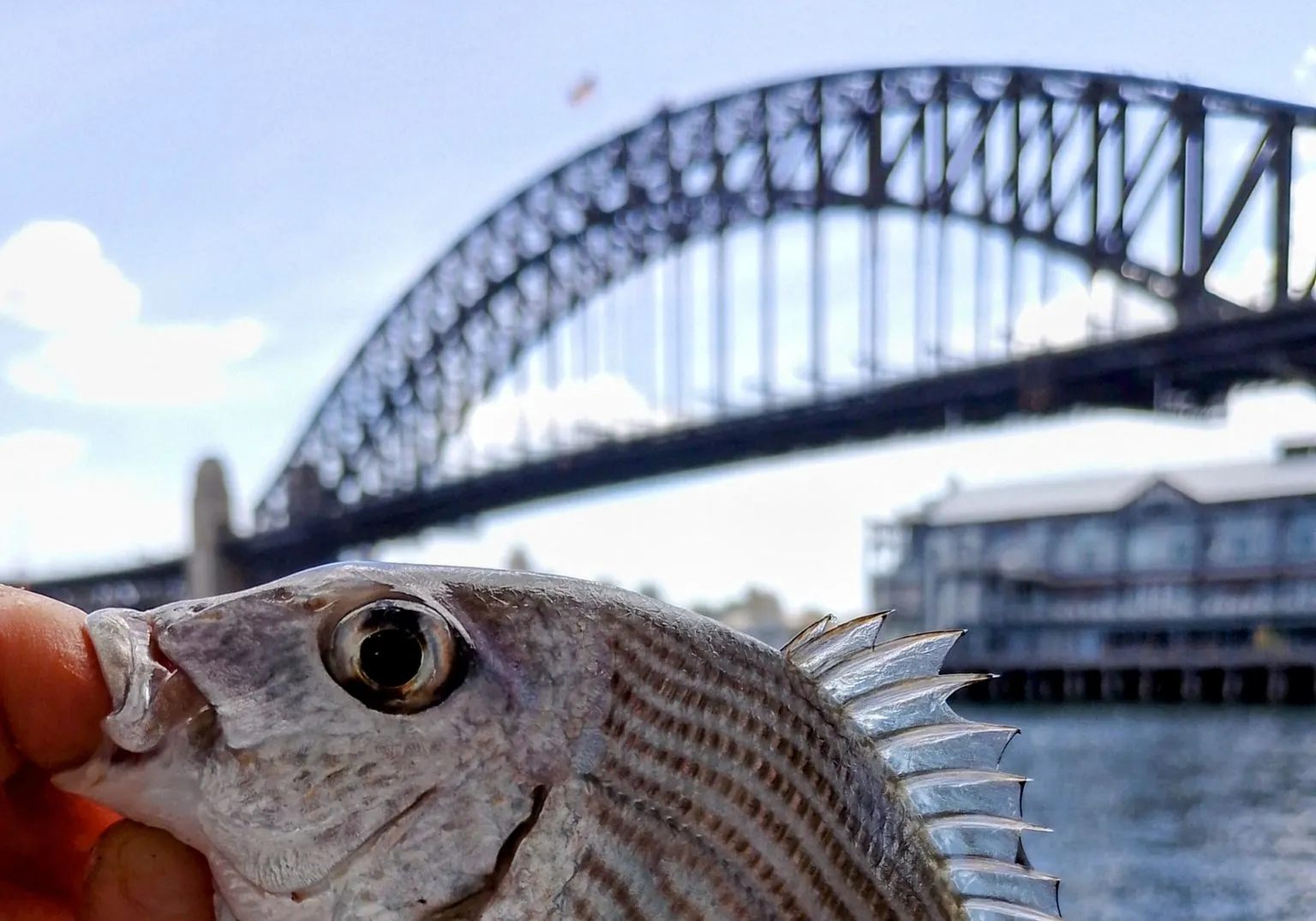 Goldlined seabream