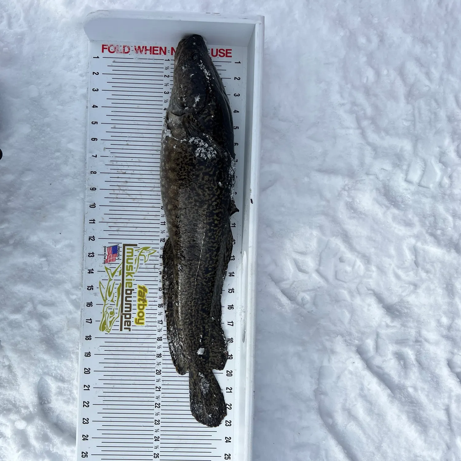 The most recent Burbot catches on Fishbrain
