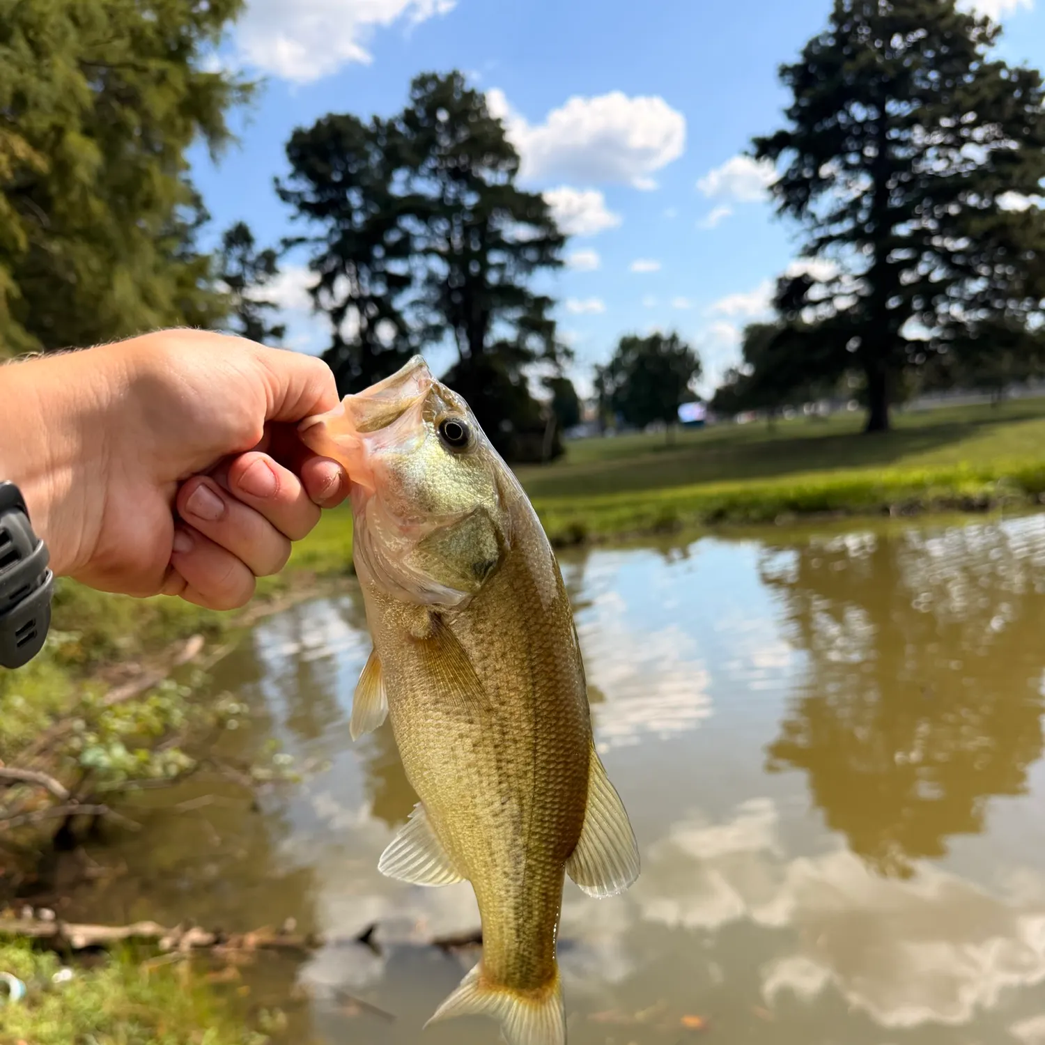 Largemouth bass caught on Fishbrain